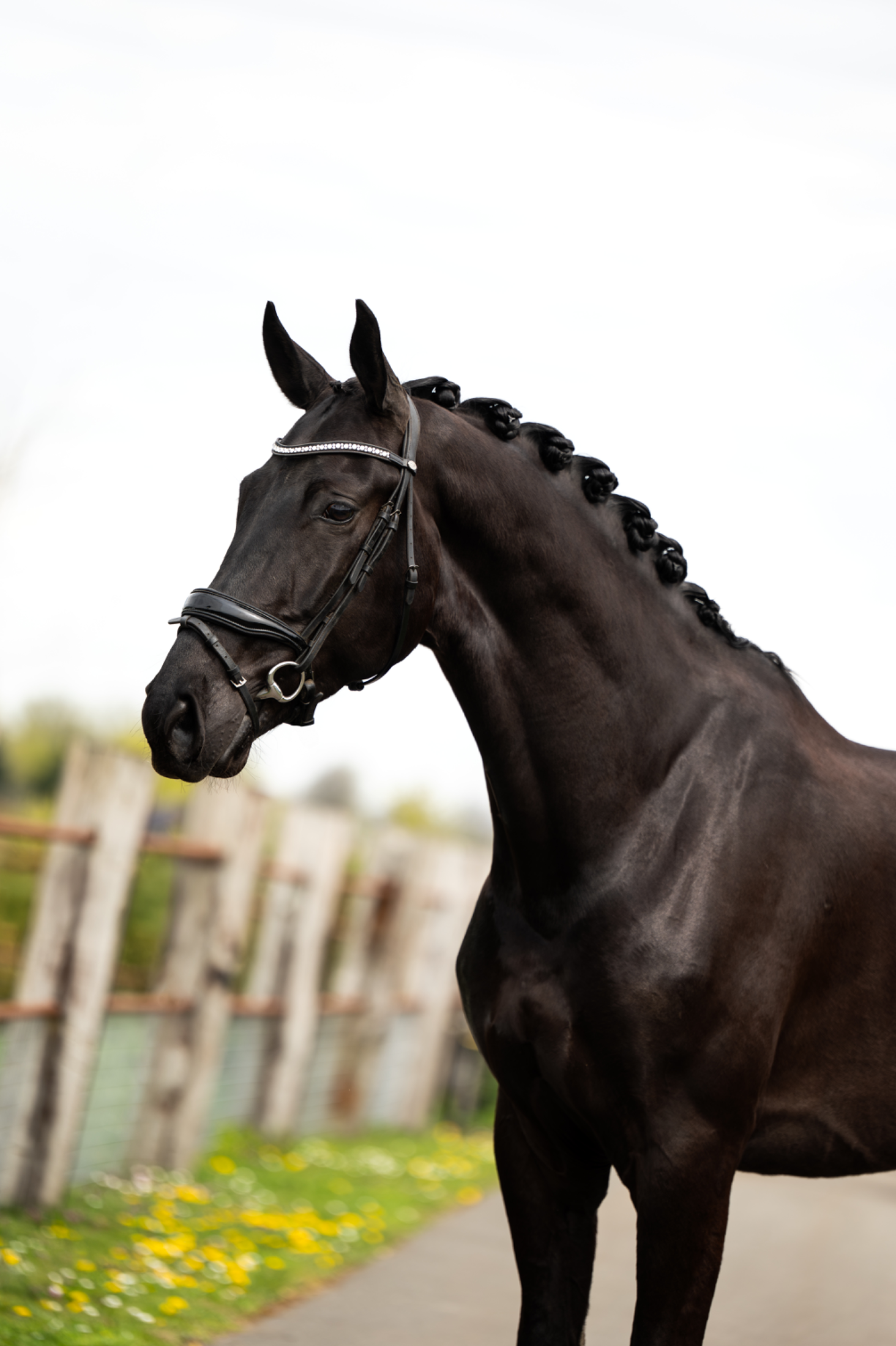 kwpn dressuurpaard ruin 4 anos zwart à venda - Foto 2