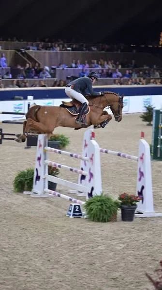 kwpn fokmerrie merrie 12 years old schimmel for sale - Photo 4
