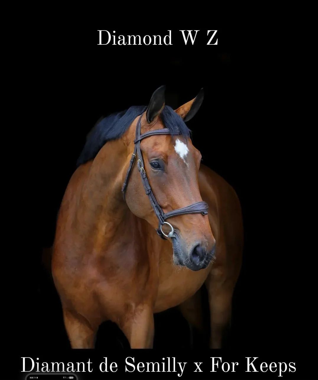 springpaard merrie 6 years old for sale - Main photo