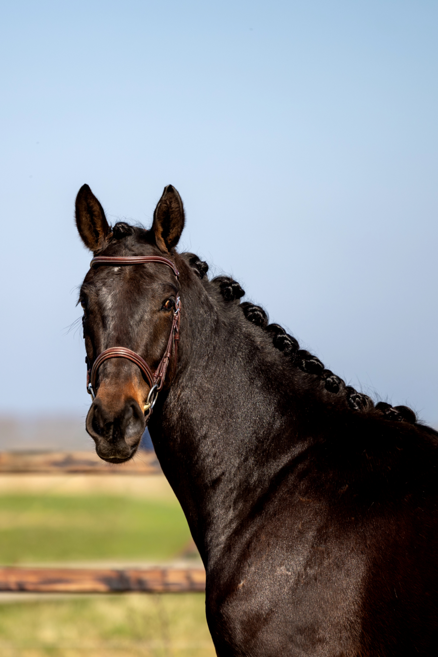 kwpn springpaard ruin 3 years old donkerbruin for sale - Photo 2