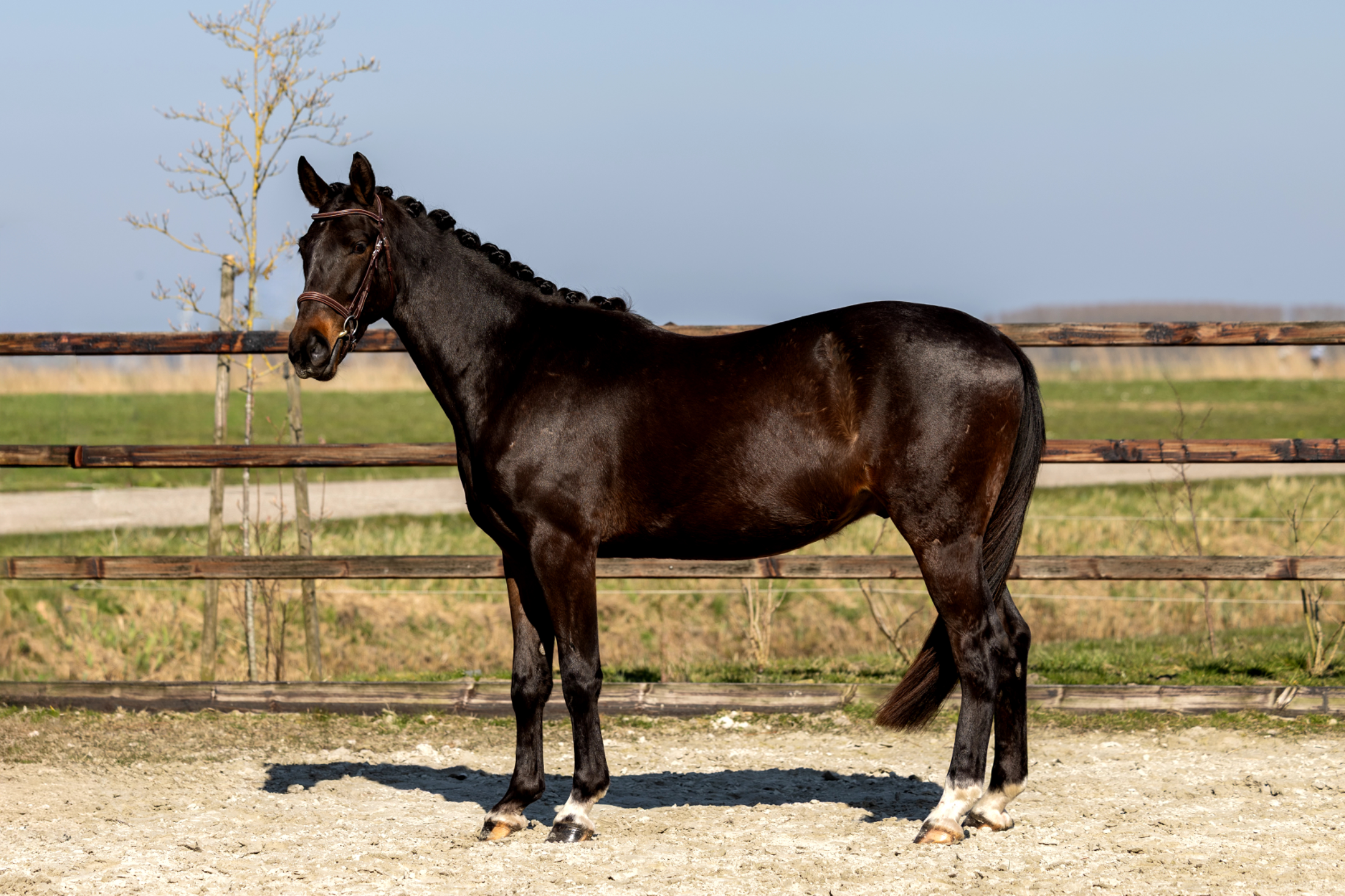 kwpn springpaard ruin 3 years old donkerbruin for sale - Photo 3