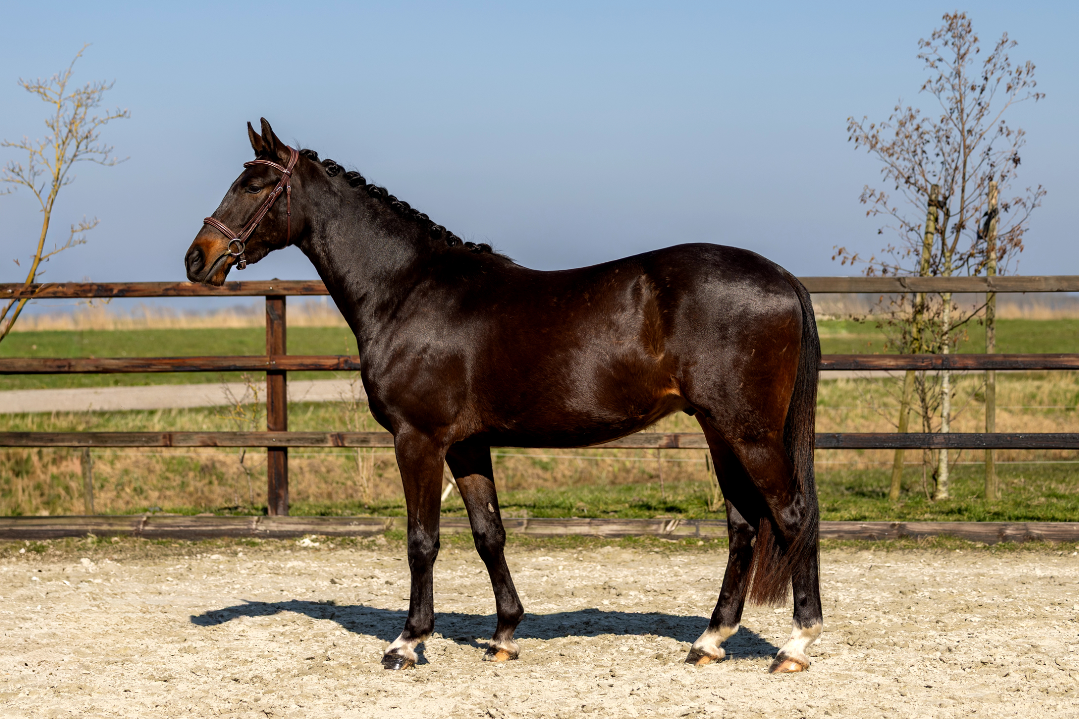 kwpn springpaard ruin 3 years old donkerbruin for sale - Photo 4