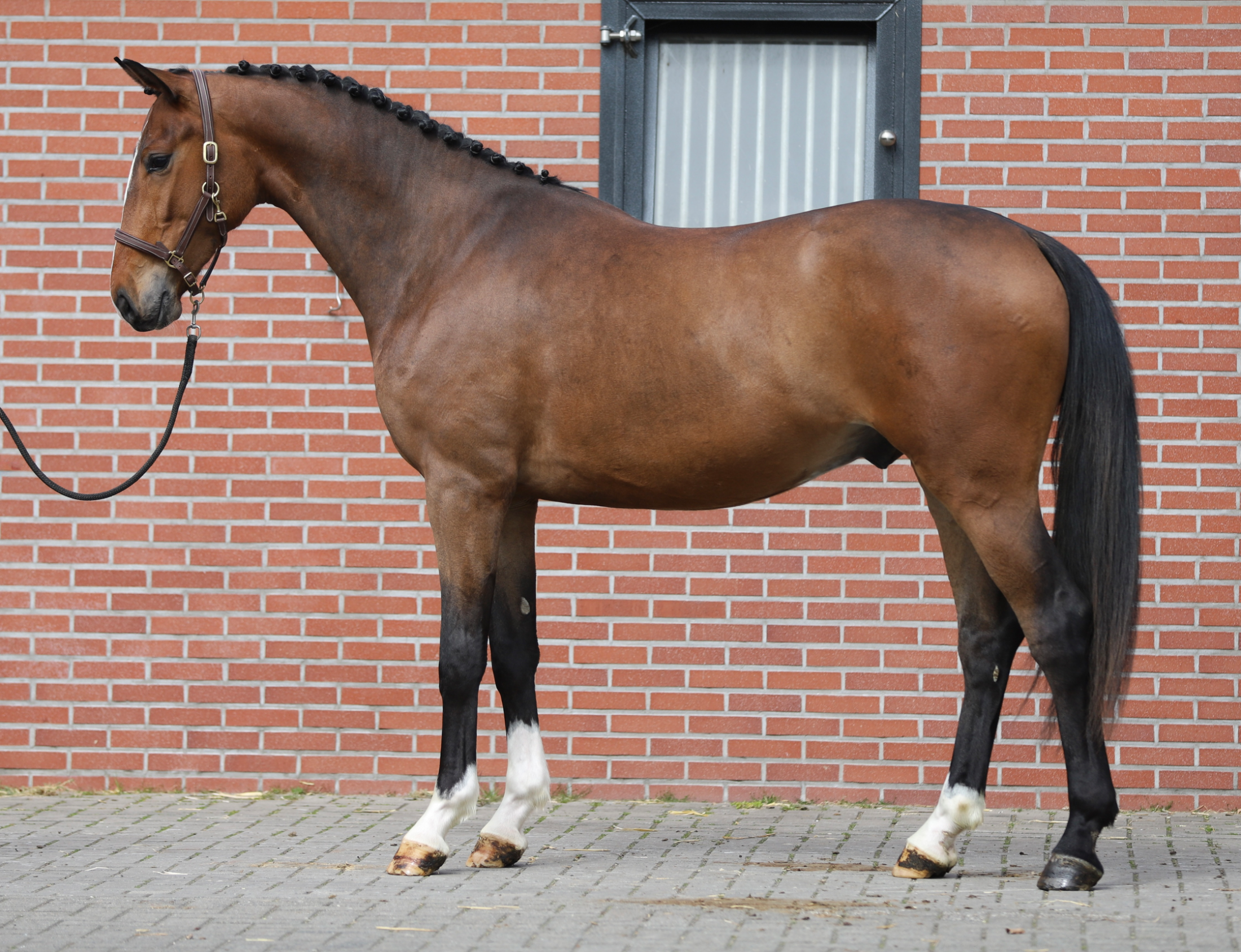 oldenburg dressuurpaard ruin 3 anos bruin à venda - Foto 6