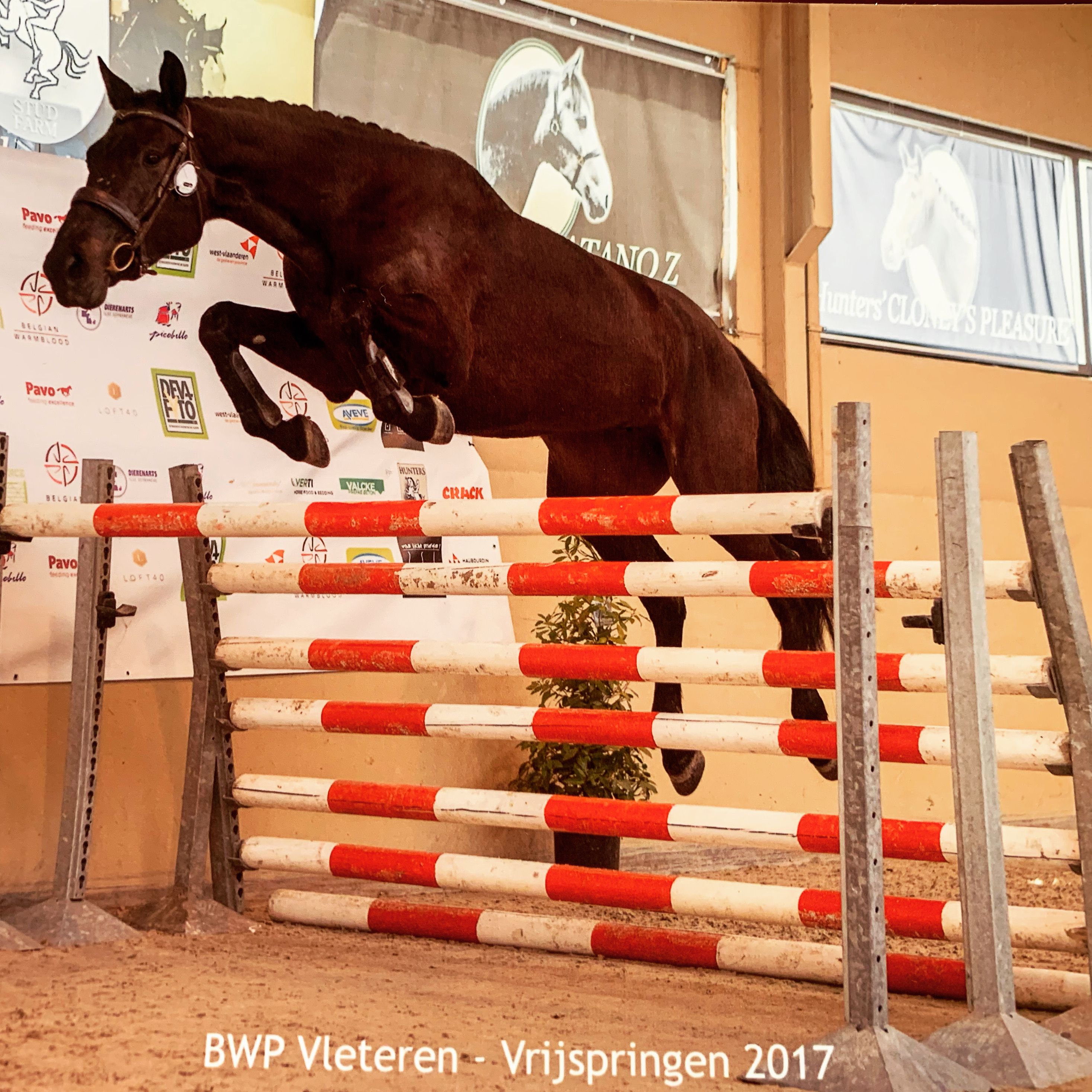 kwpn eventingpaard merrie 12 years old zwart for sale - Photo 4