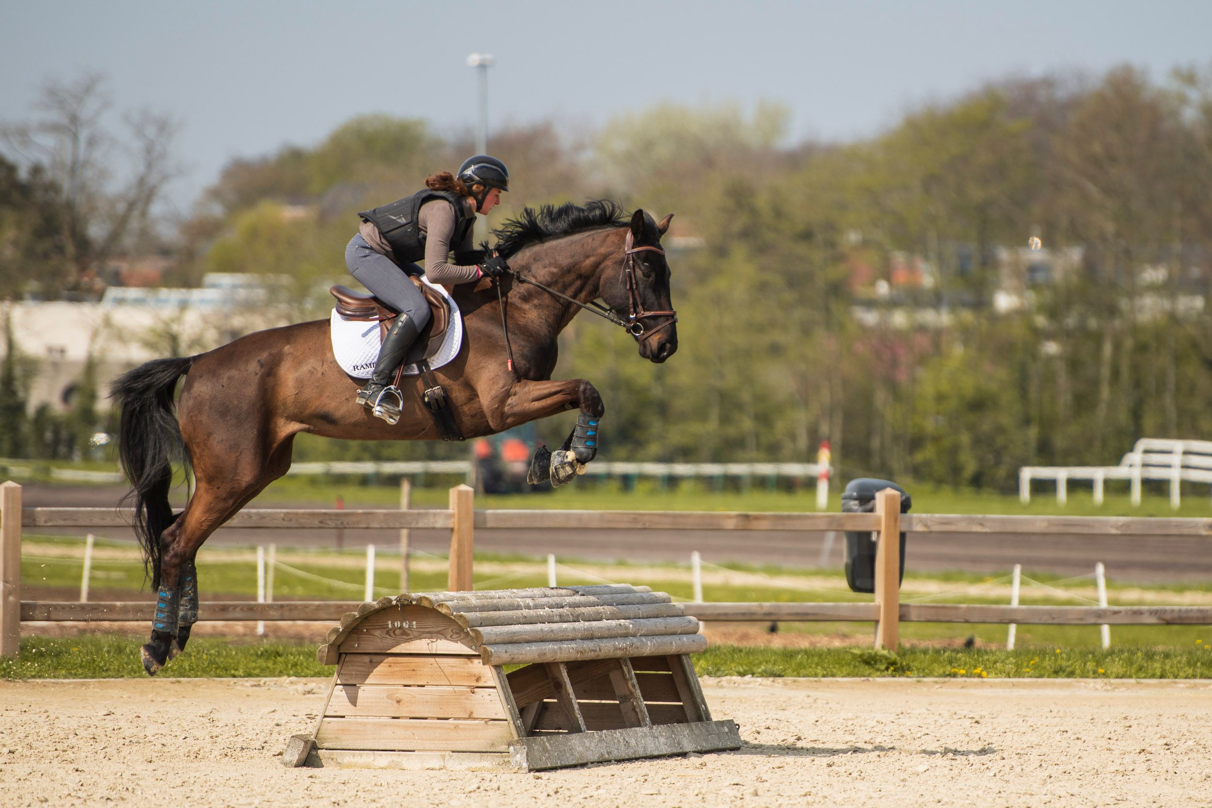 kwpn eventingpaard merrie 12 years old zwart for sale - Photo 2