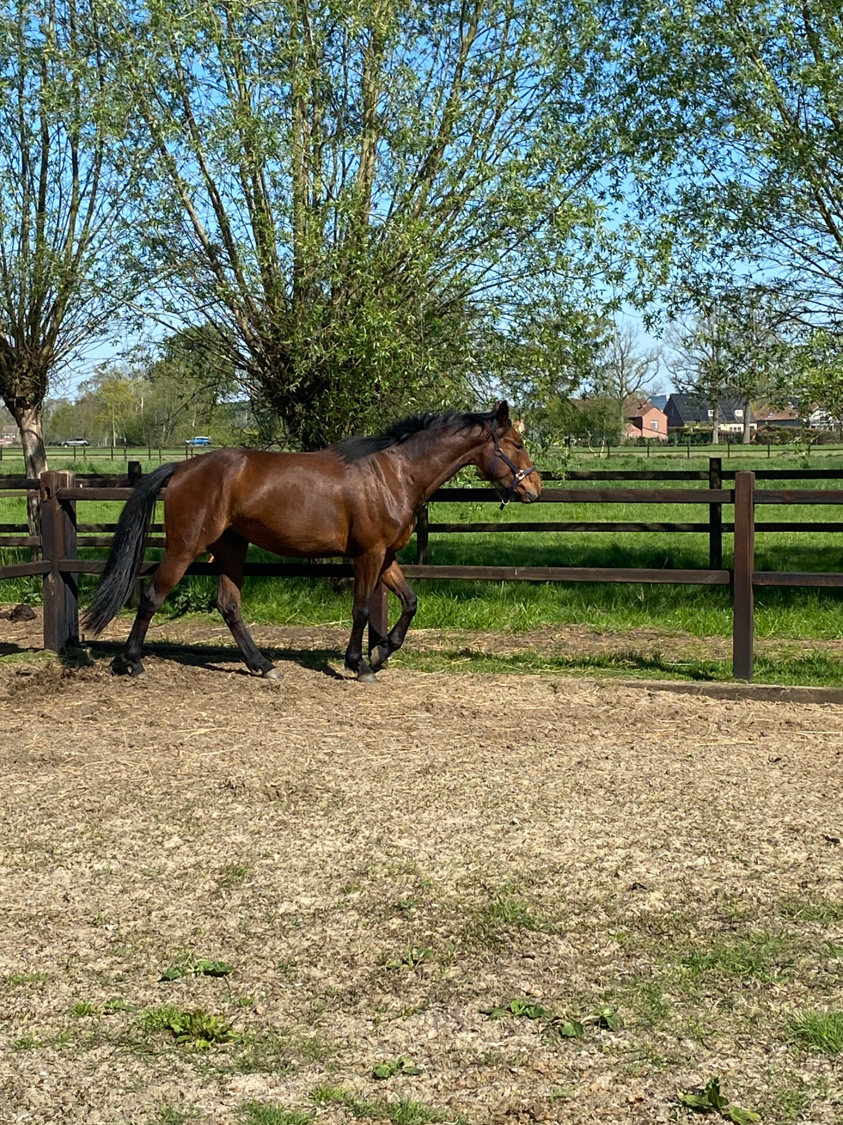 KWPN dressuurpaard Merrie 3 jaar Bruin te koop - Foto 3