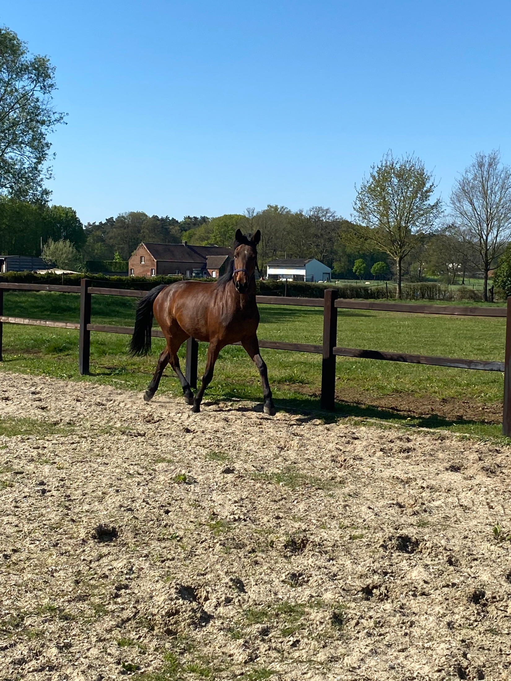 KWPN dressuurpaard Merrie 3 jaar Bruin te koop - Foto 5