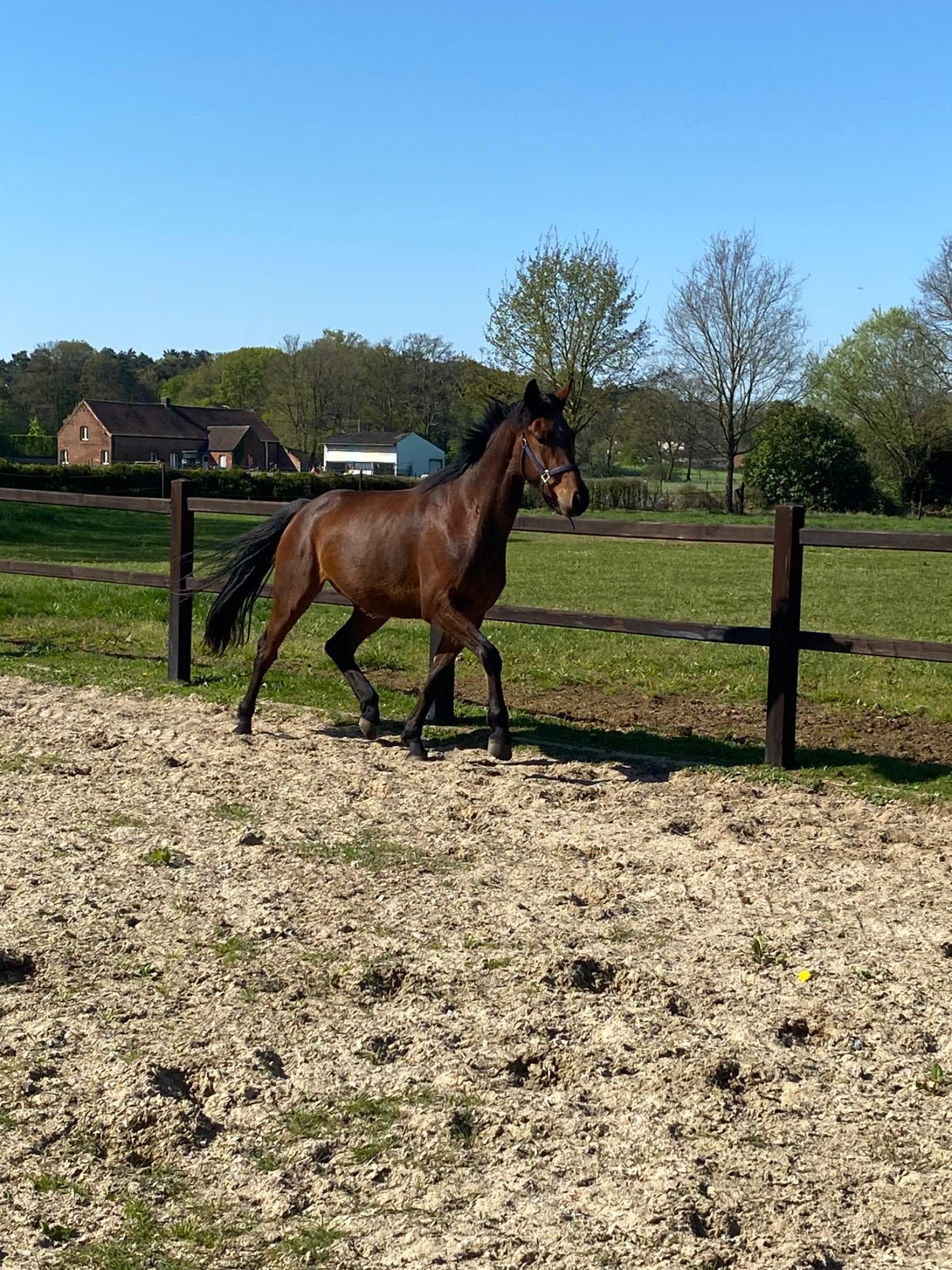 KWPN dressuurpaard Merrie 3 jaar Bruin te koop - Foto 4