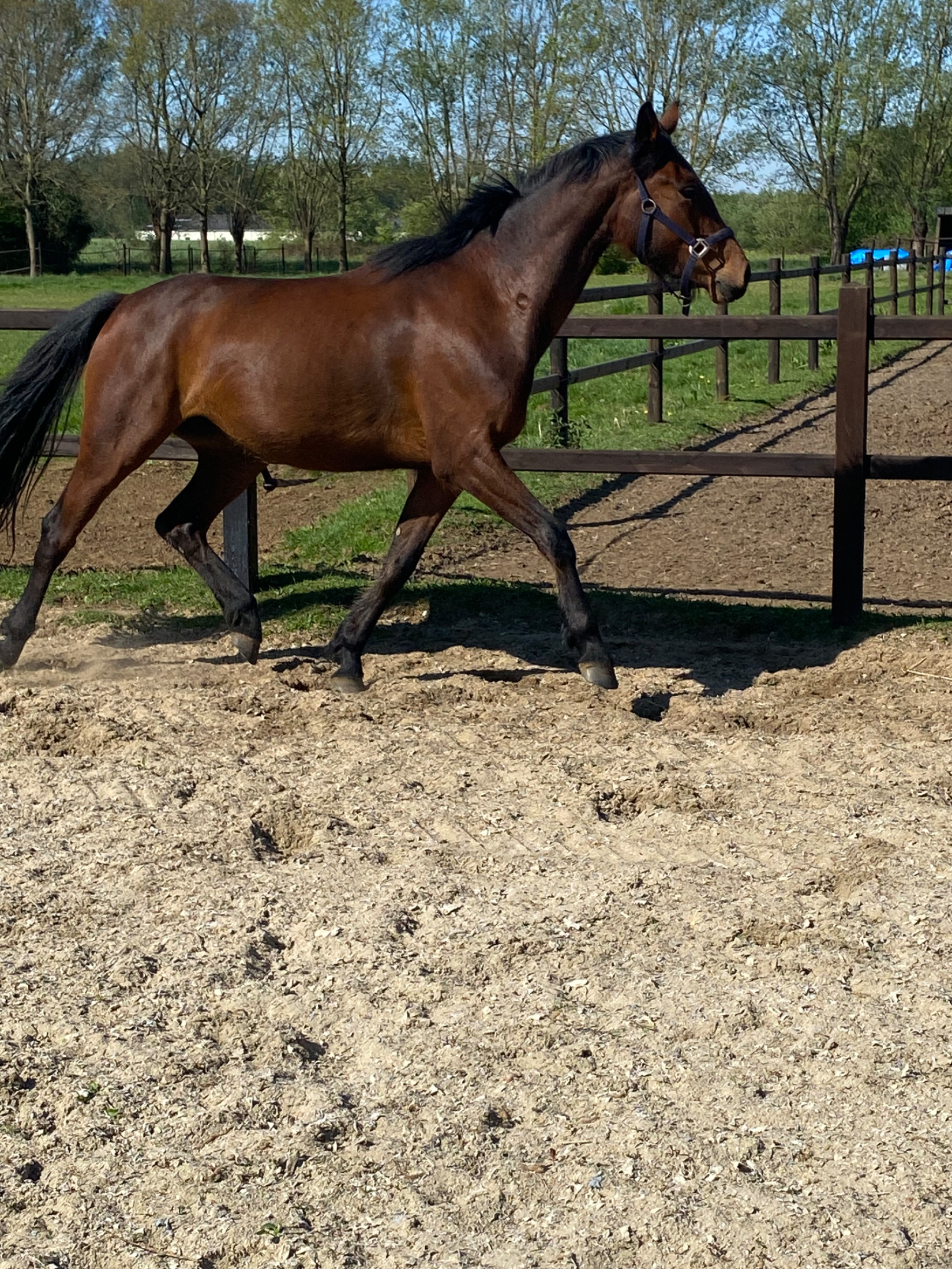 KWPN dressuurpaard Merrie 3 jaar Bruin te koop - Foto 2