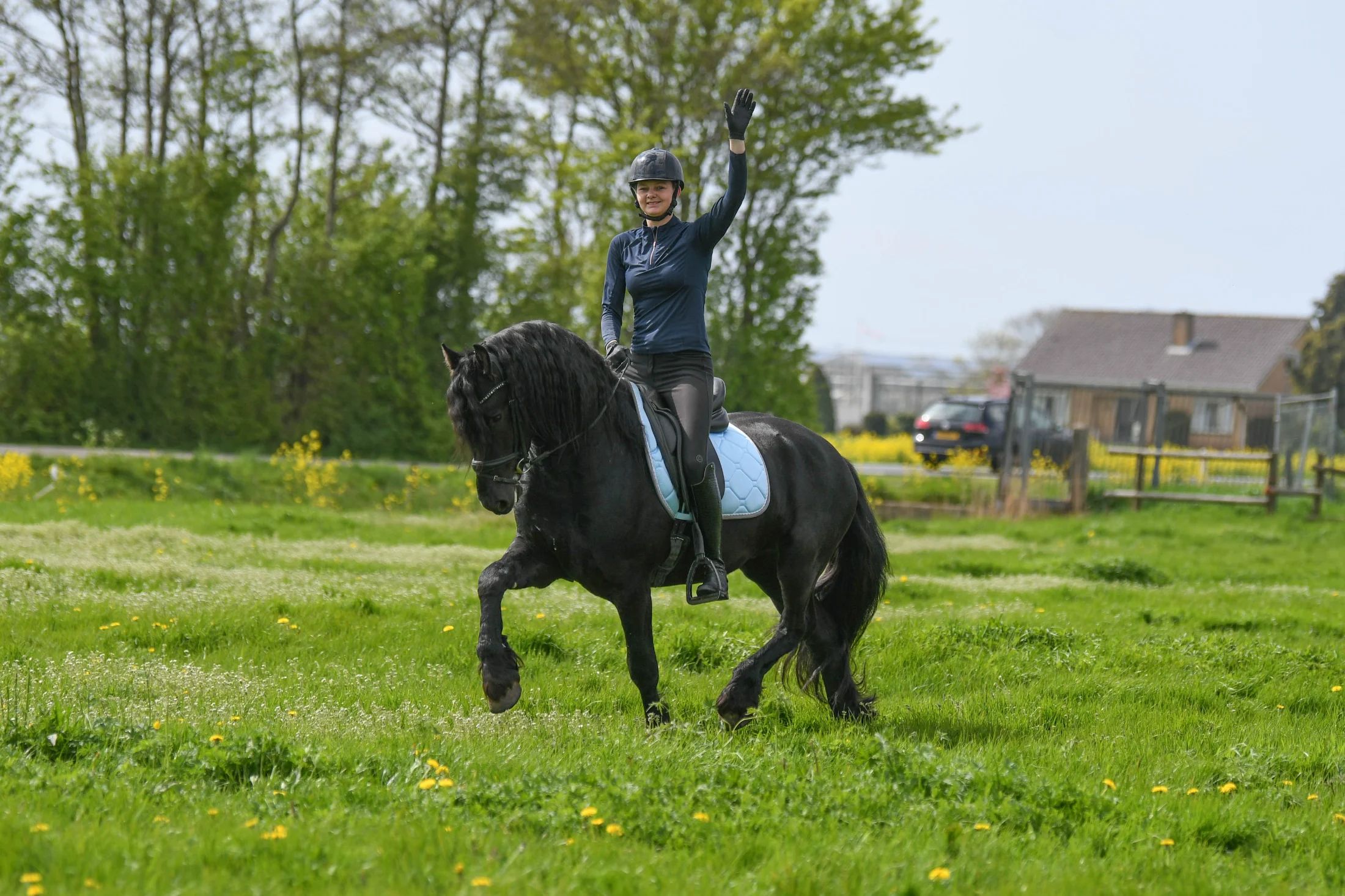 allround-fries hengst 3 years old zwart for sale - Photo 4
