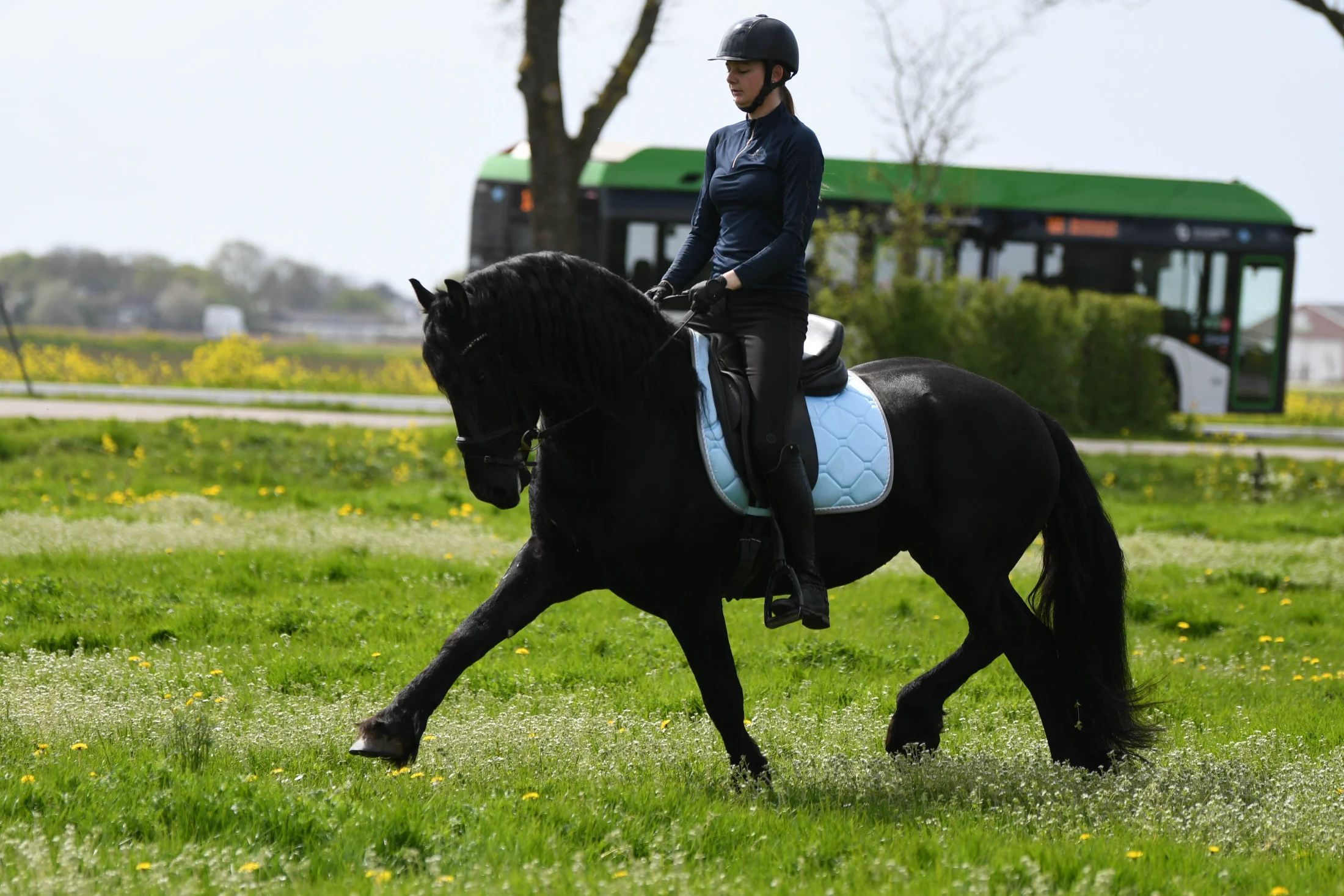 allround-fries hengst 3 years old zwart for sale - Photo 2
