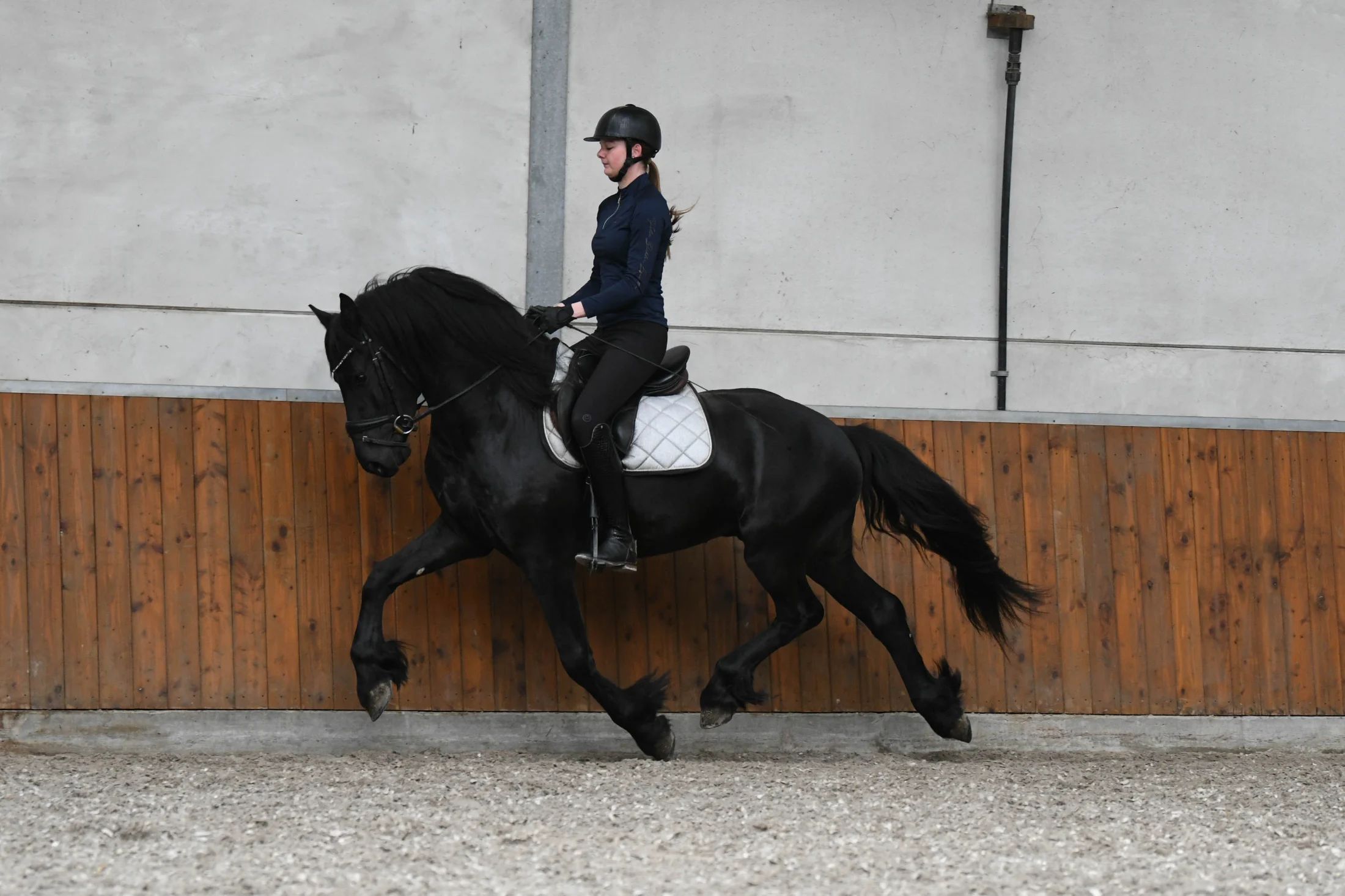 allround-fries hengst 3 years old zwart for sale - Photo 2