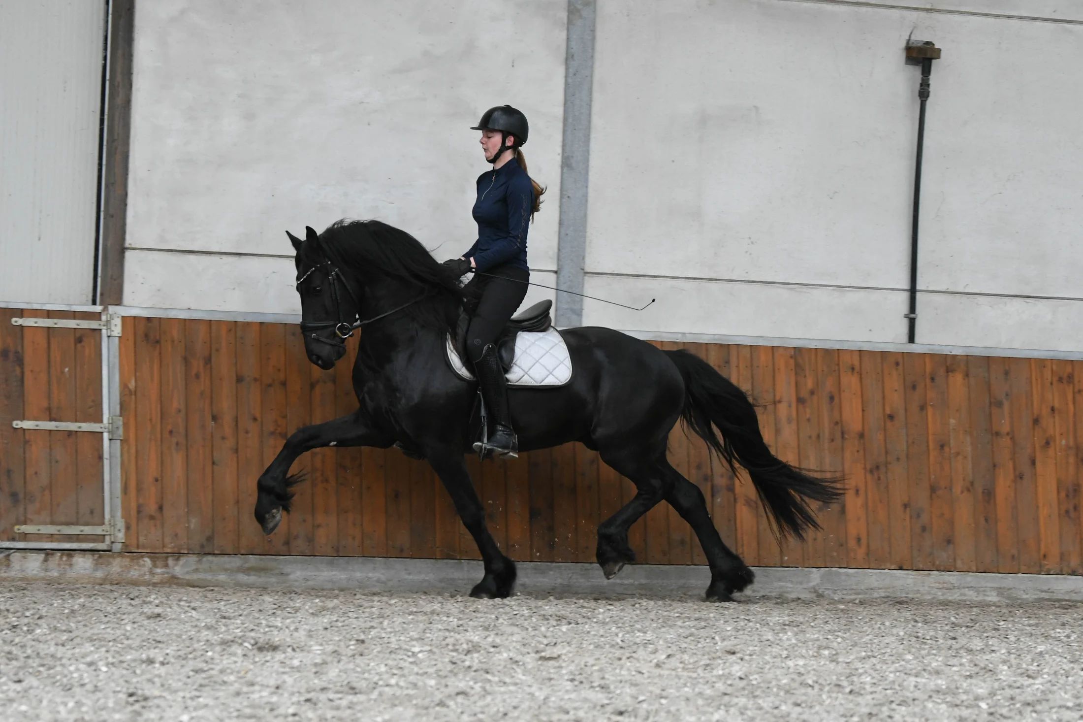 allround-fries hengst 3 years old zwart for sale - Photo 4