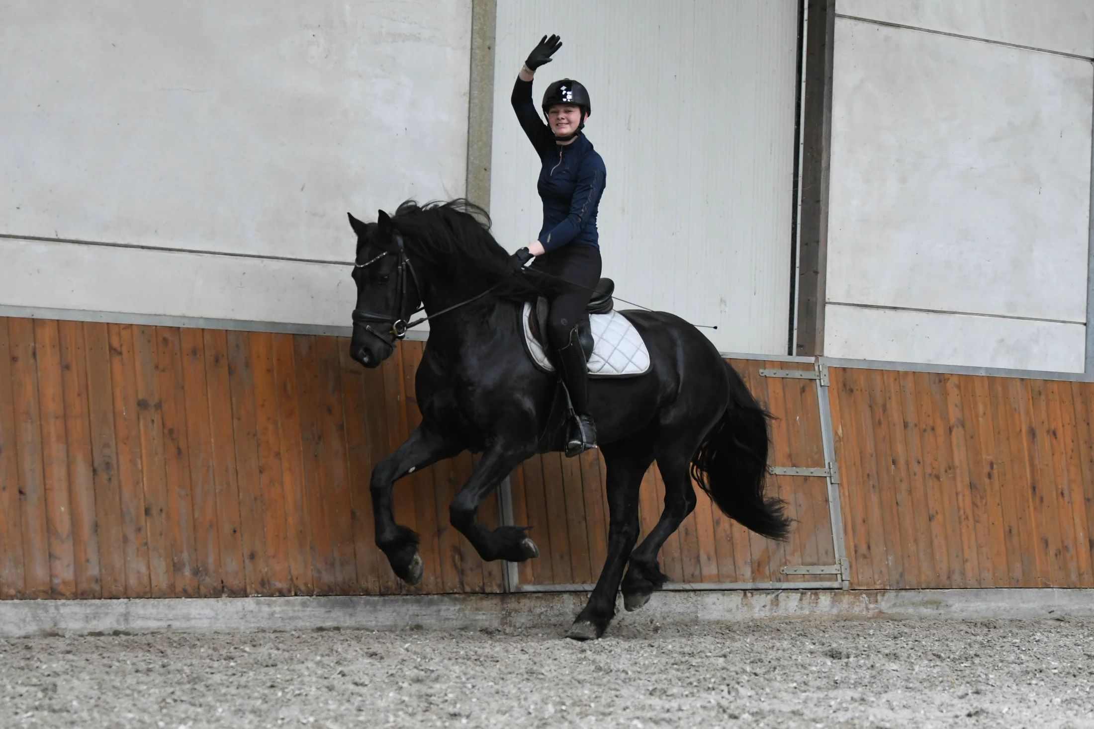 allround-fries hengst 3 years old zwart for sale - Photo 3