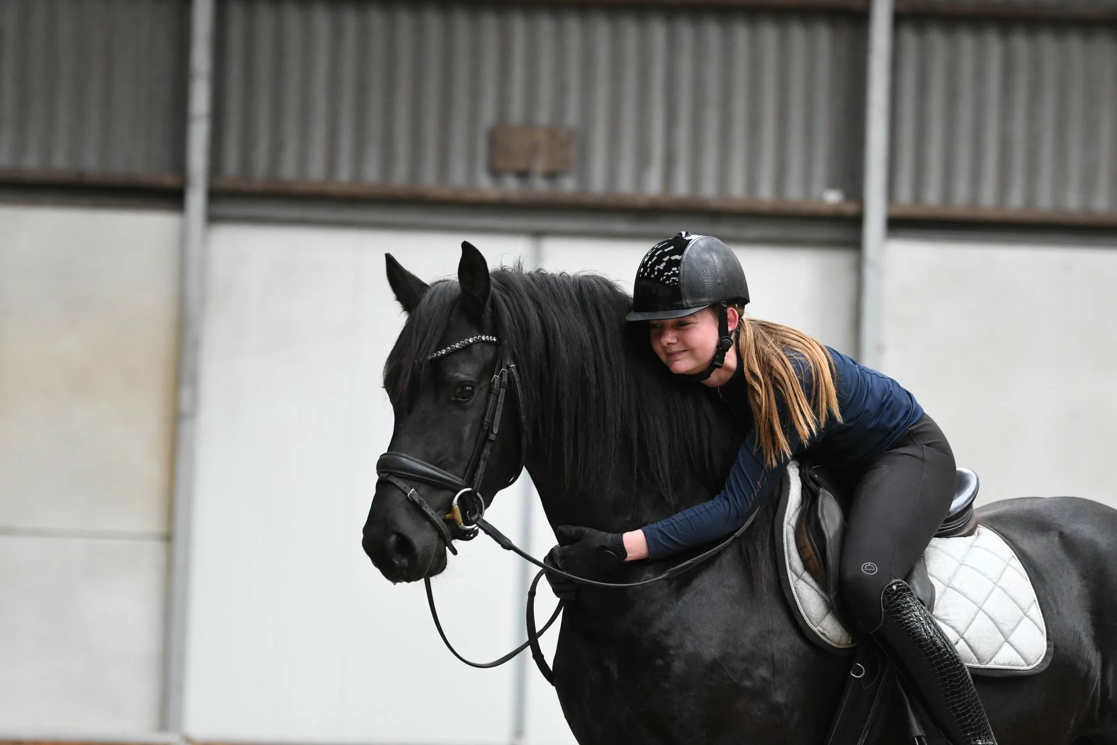 Sweet Friesian stallion (gelding) Zifron