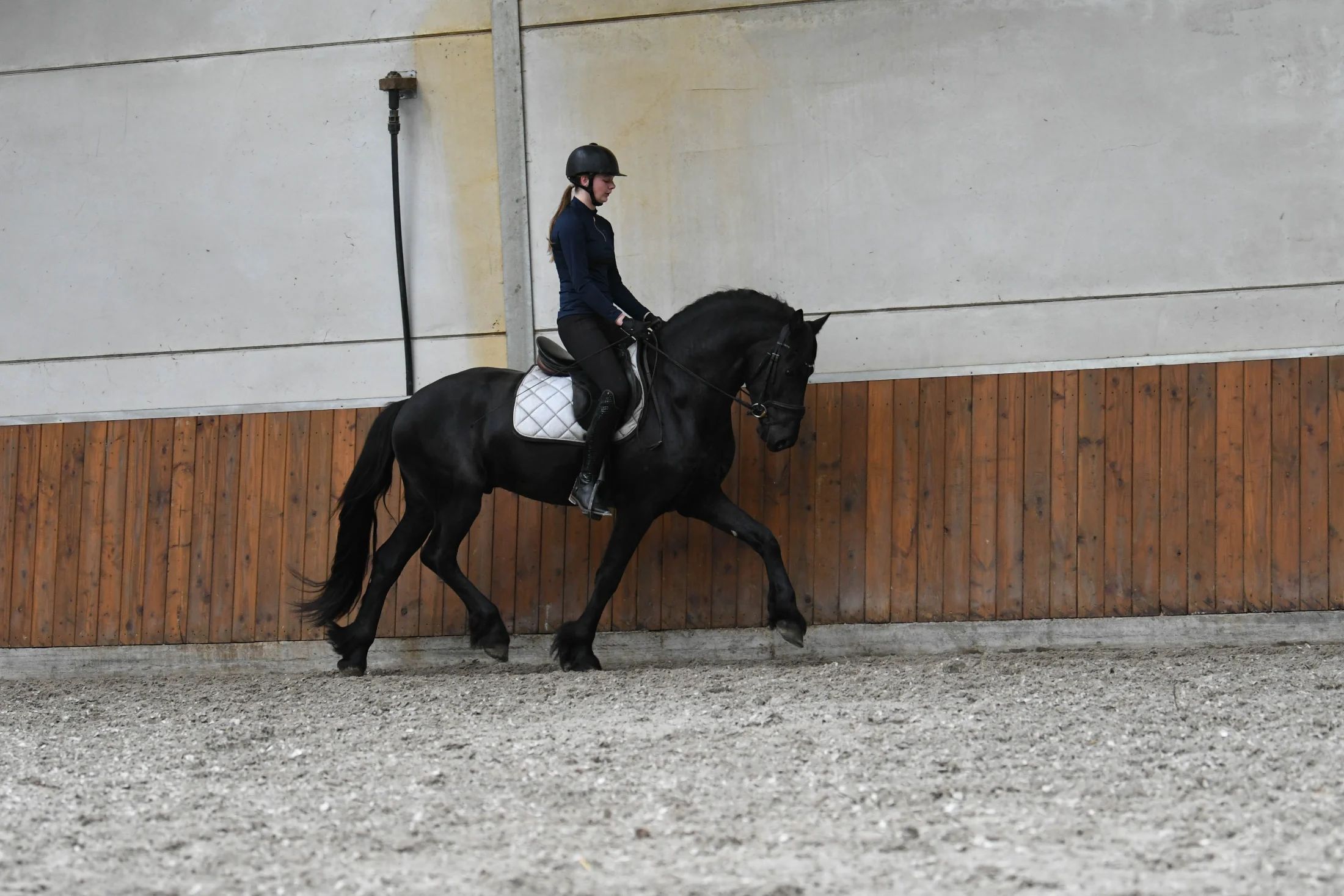 allround-fries hengst 3 years old zwart for sale - Photo 5