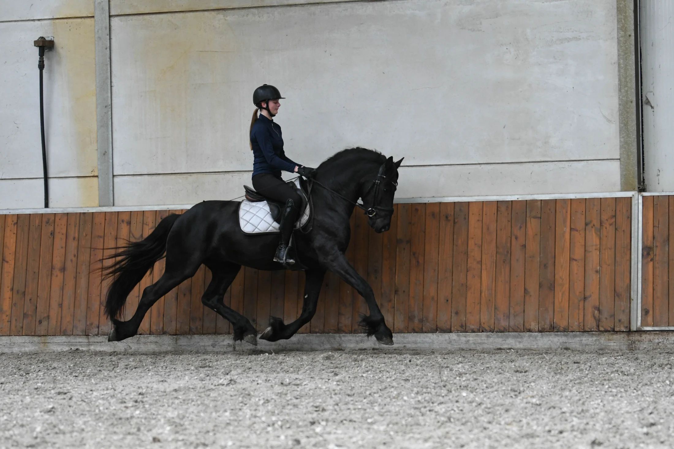 allround-fries hengst 3 years old zwart for sale - Photo 6