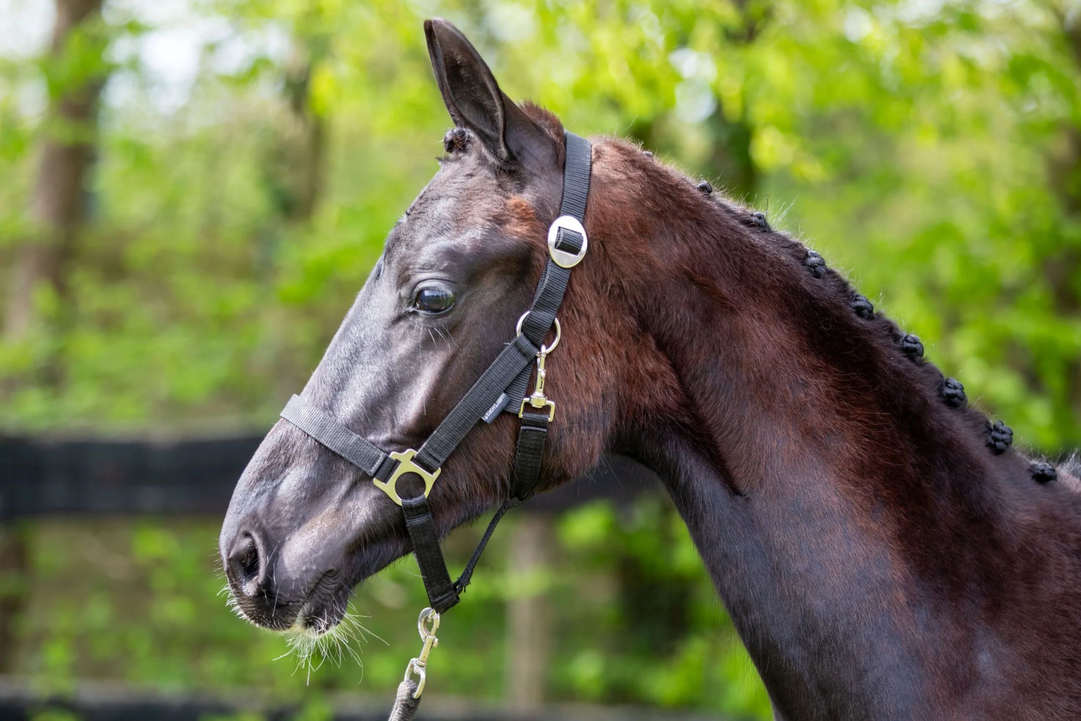 kwpn dressuurpaard hengst 1 歳 zwart 売り出し中 - 写真 3