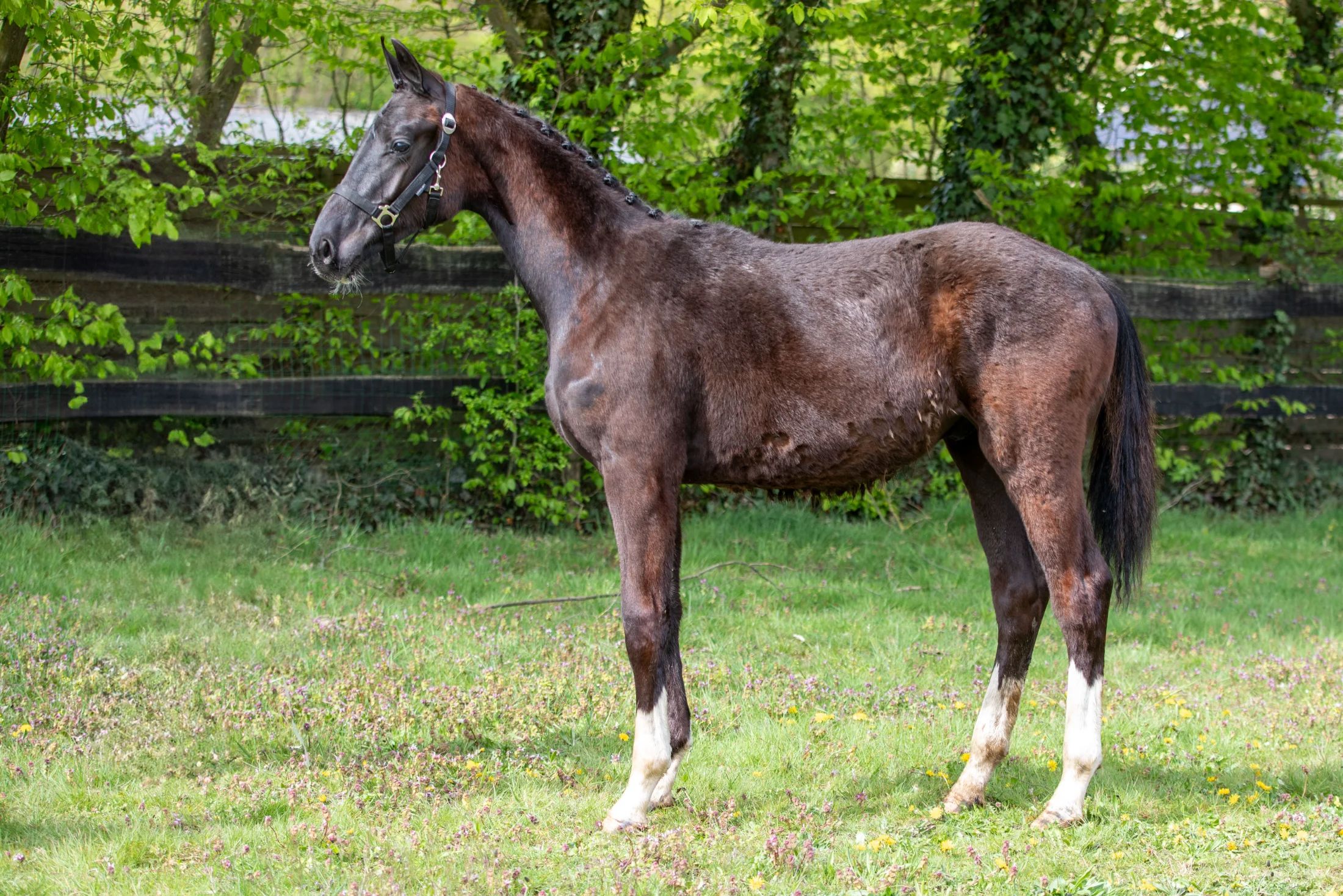 kwpn dressuurpaard hengst 1 歳 zwart 売り出し中 - 写真 2