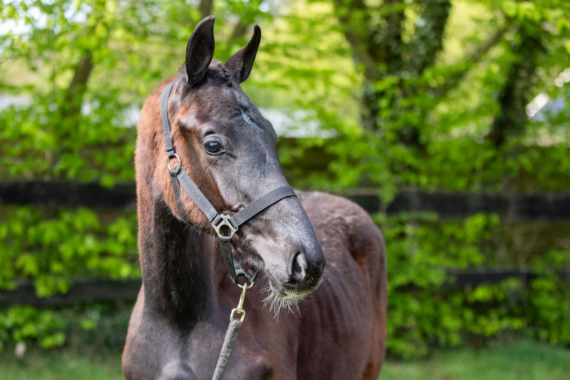 kwpn dressuurpaard hengst 1 歳 zwart 売り出し中 - 写真 4