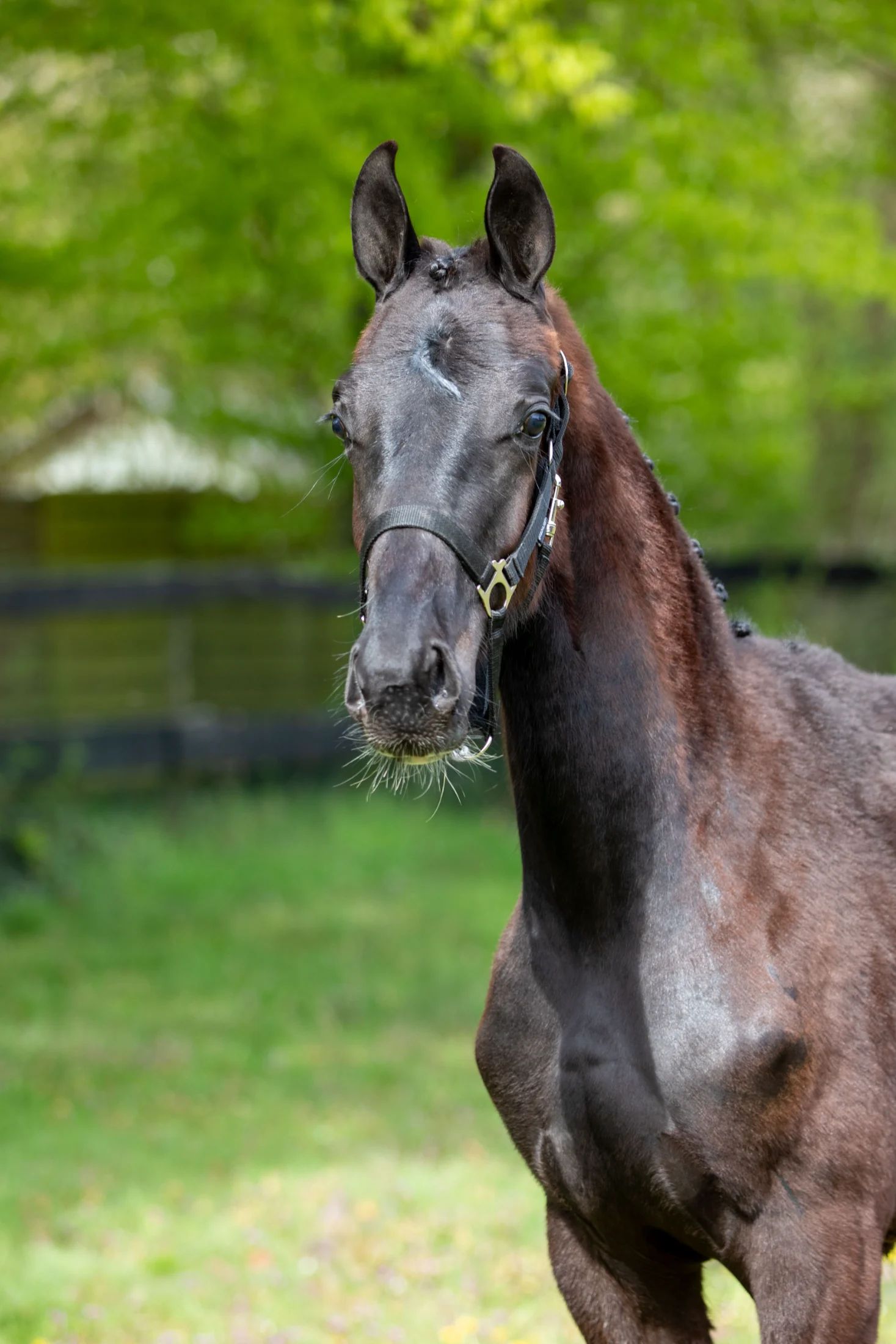 kwpn dressuurpaard hengst 1 歳 zwart 売り出し中 - 写真 6