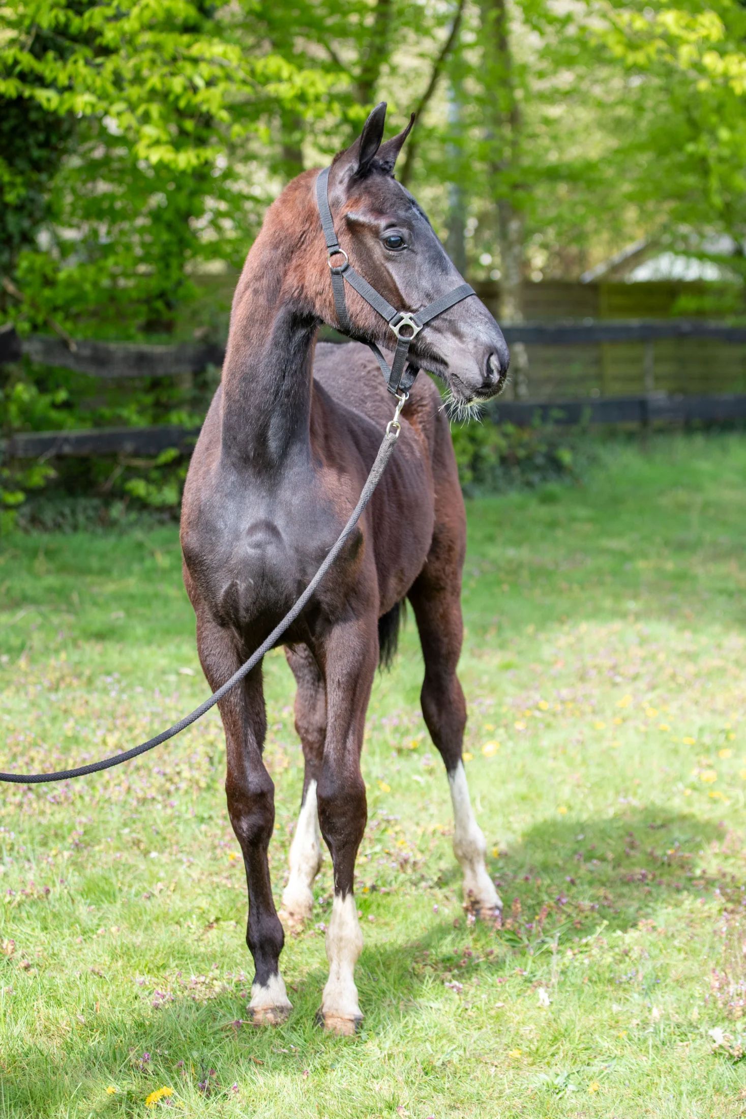 kwpn dressuurpaard hengst 1 歳 zwart 売り出し中 - 写真 5