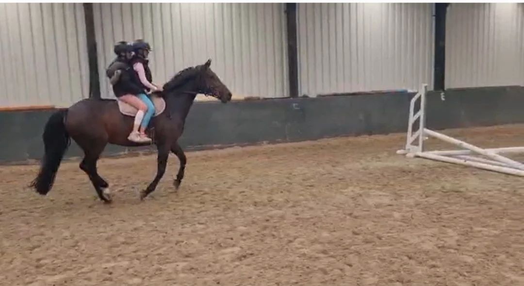 recreatie-pony merrie 14 years old donkerbruin for sale - Photo 2