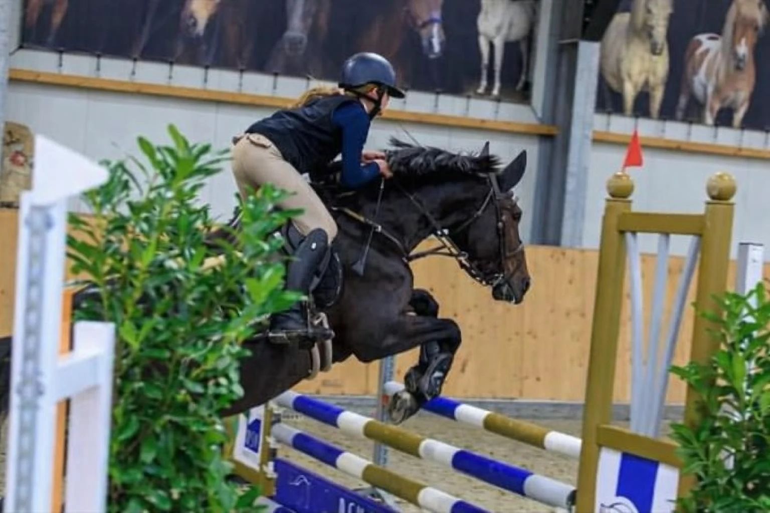 recreatie-pony merrie 14 years old donkerbruin for sale - Photo 3