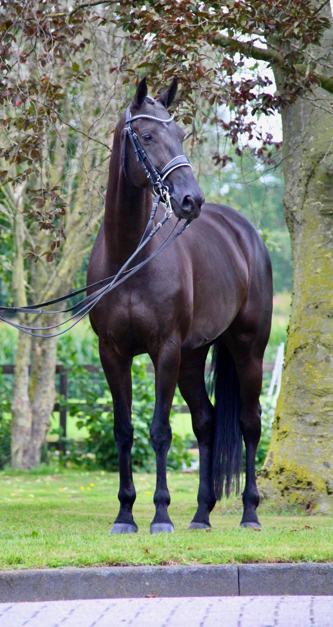 kwpn dressuurpaard merrie 9 歳 zwart 売り出し中 - 写真 3