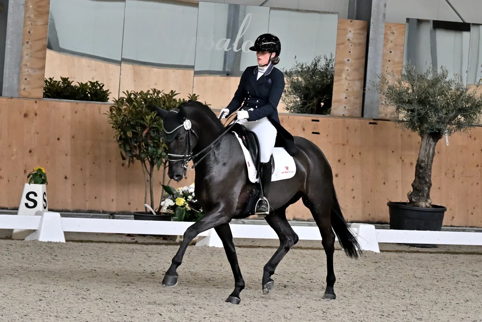 kwpn dressuurpaard merrie 9 歳 zwart 売り出し中 - 写真 4
