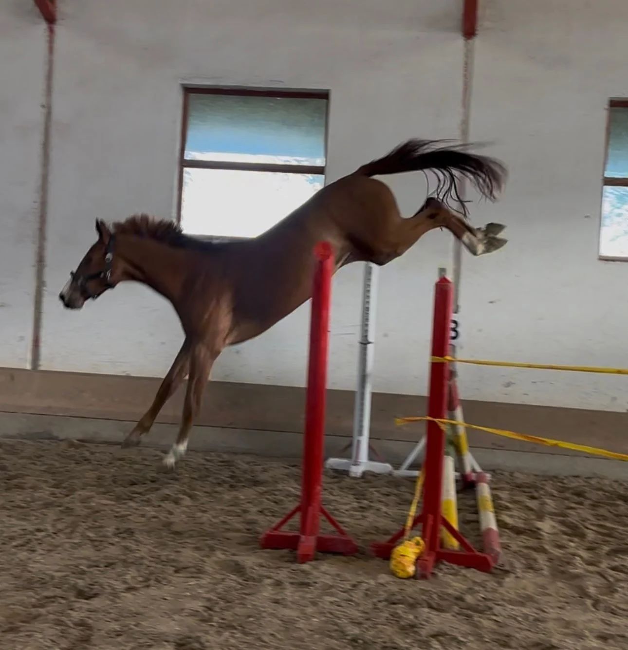 kwpn springpaard merrie 3 歳 kastanje 売り出し中 - 写真 2