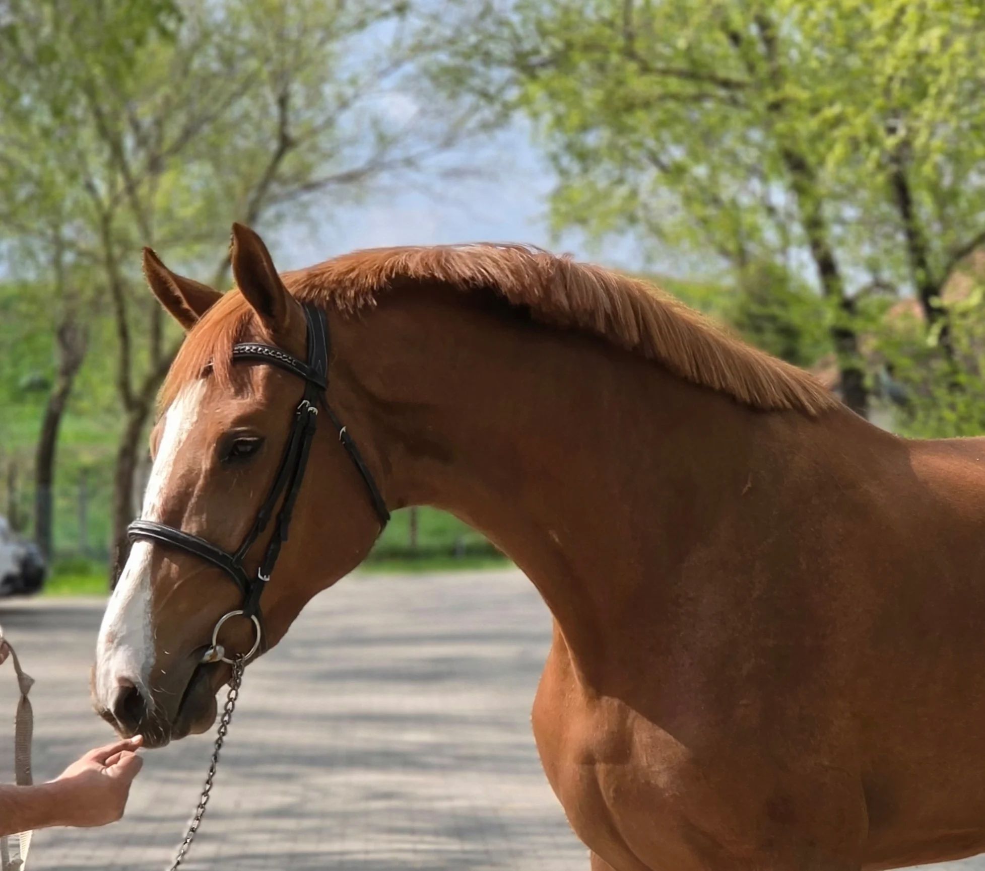 kwpn springpaard merrie 3 歳 kastanje 売り出し中 - 写真 3