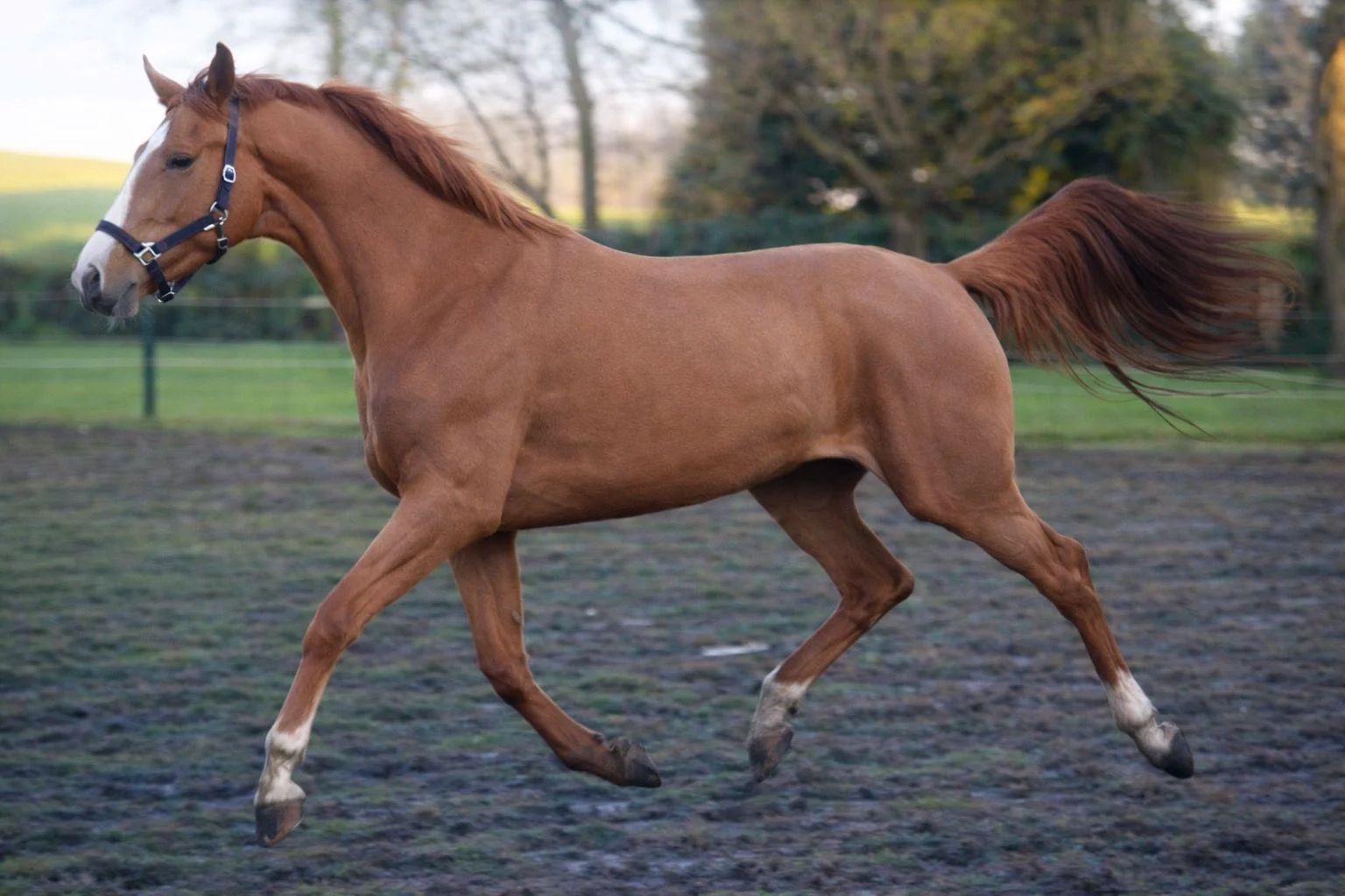 kwpn springpaard merrie 3 歳 kastanje 売り出し中 - メイン写真