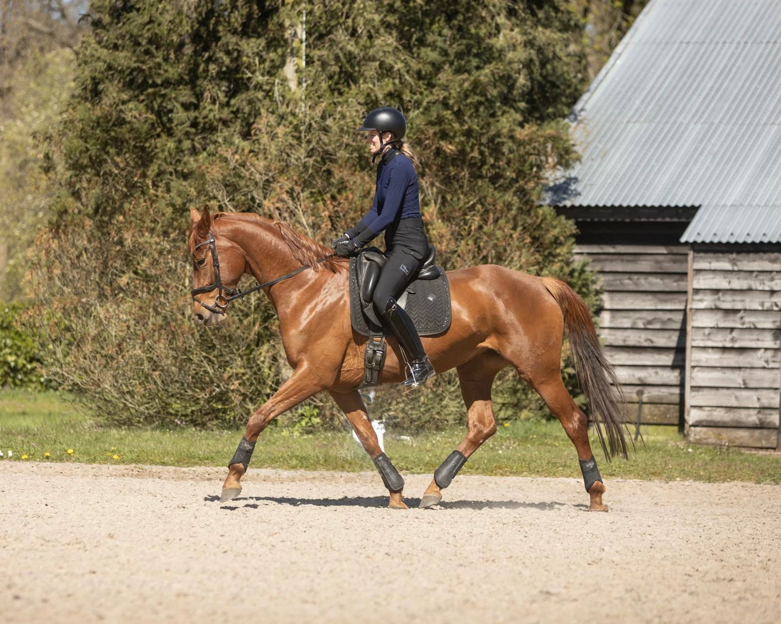 nrps dressuurpaard merrie 4 years old vos for sale - Photo 2