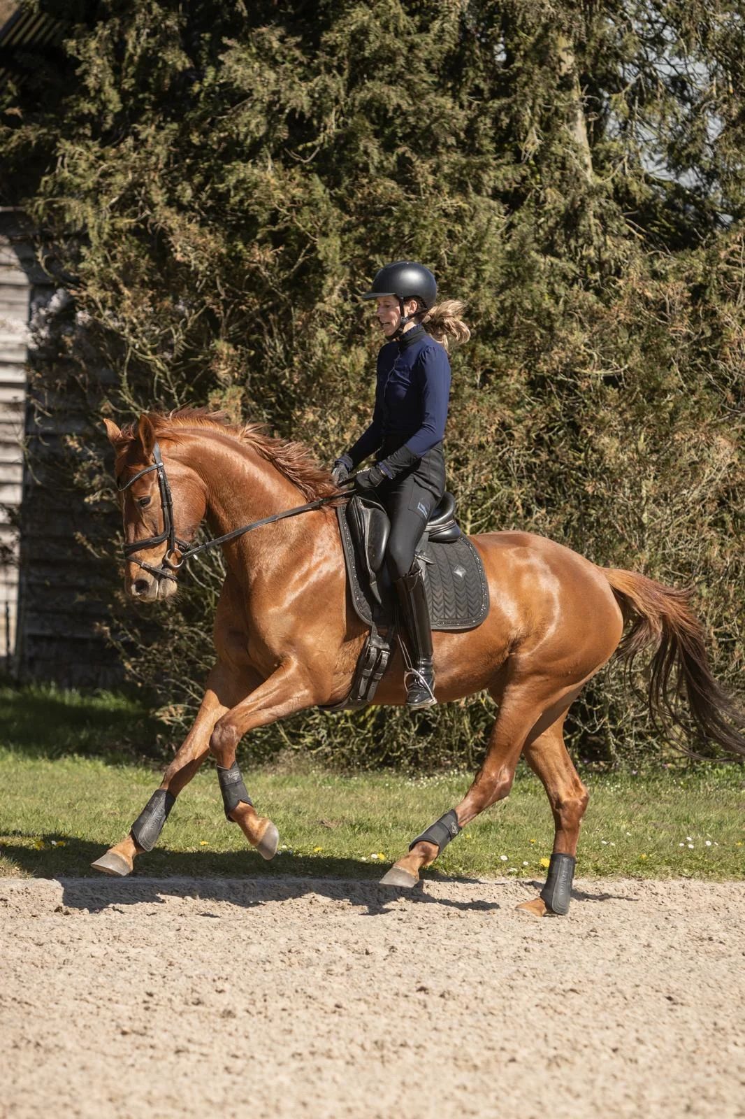 My beautiful 4-year-old self-bred mare is still looking for her right home...!