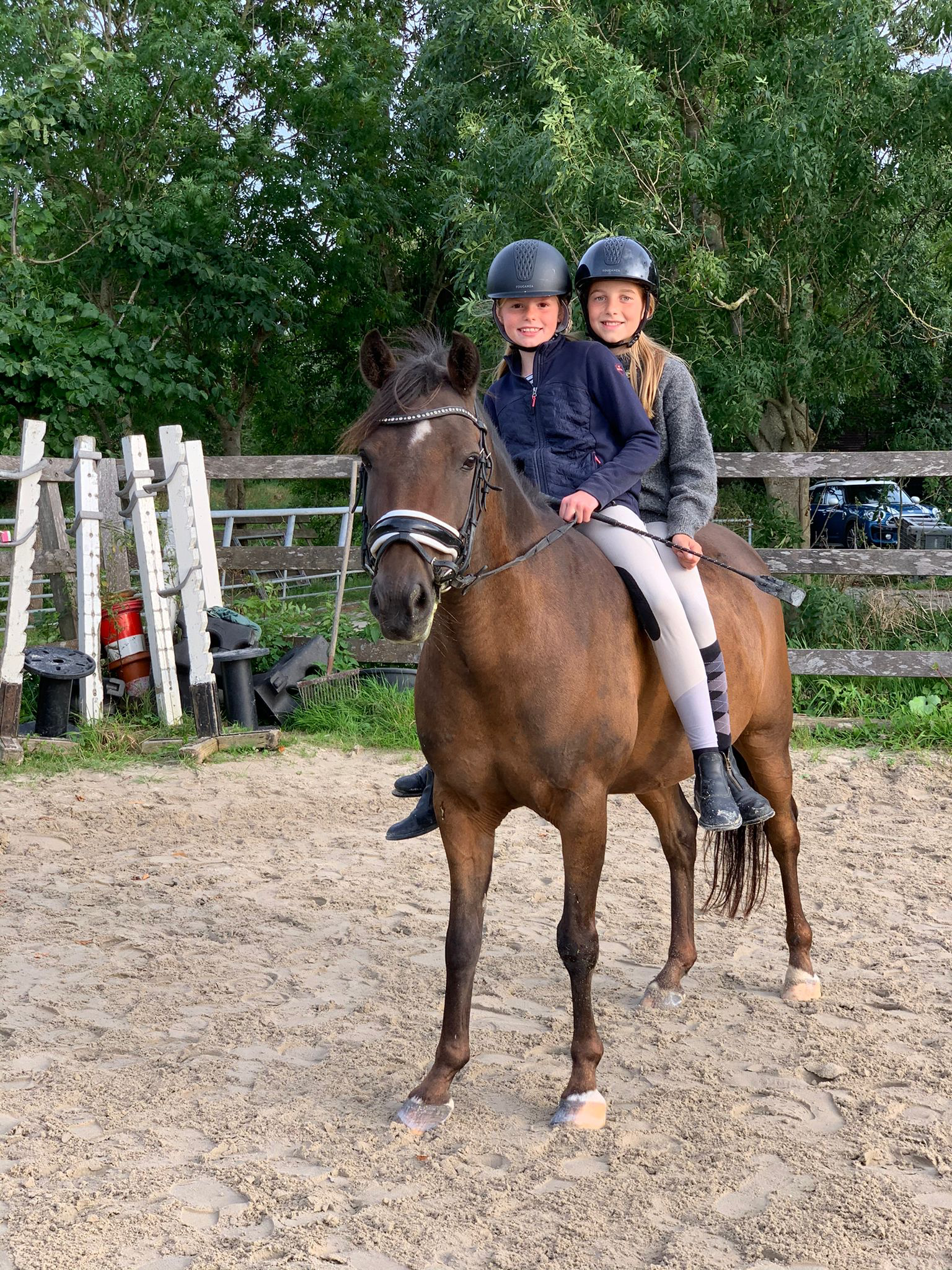new-forest dressuurpony ruin 18 years old donkerbruin for sale - Photo 6