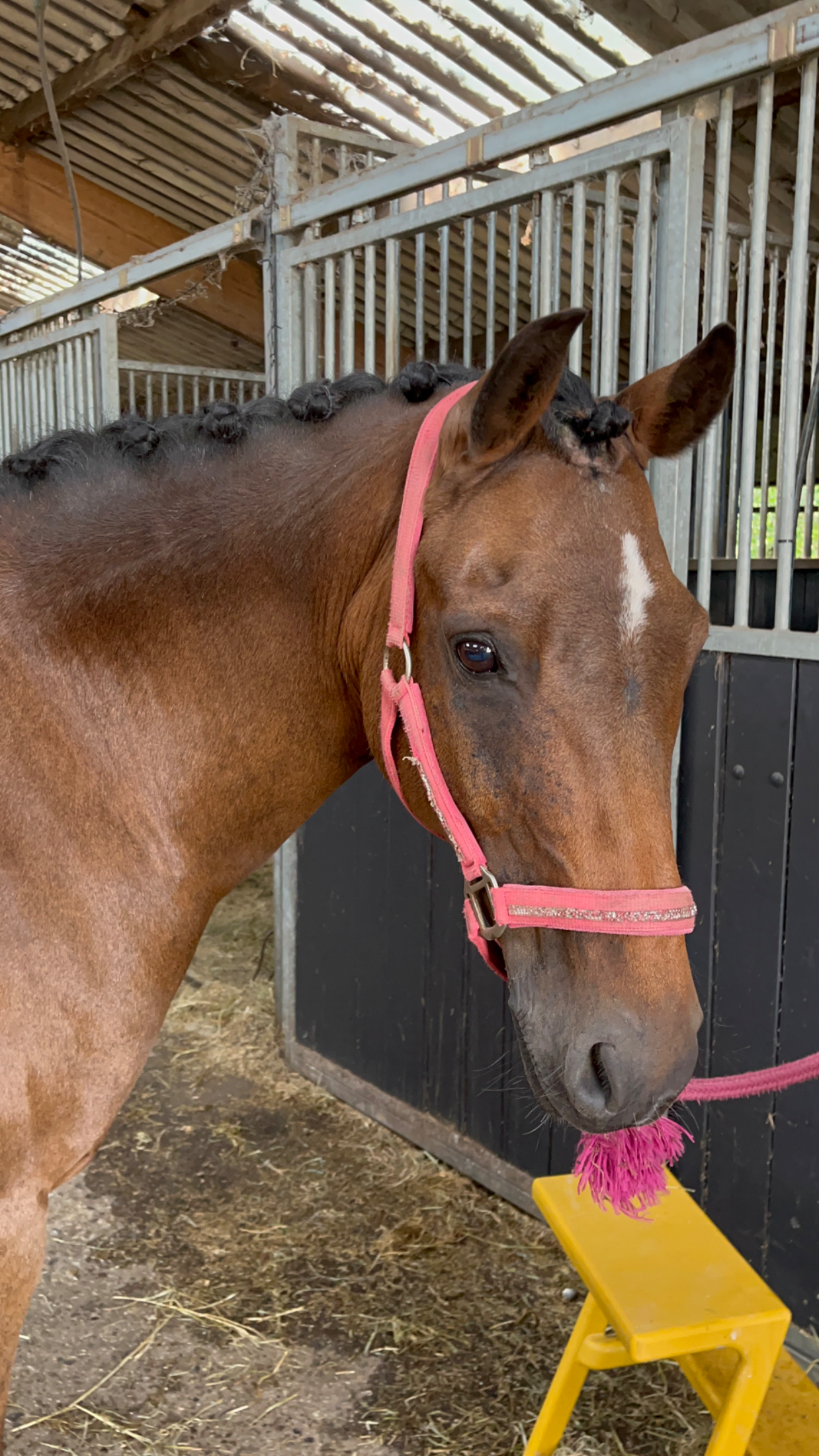 new-forest dressuurpony ruin 18 years old donkerbruin for sale - Photo 2