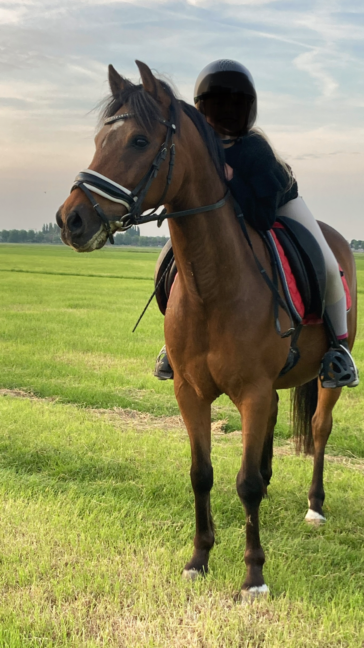 new-forest dressuurpony ruin 18 years old donkerbruin for sale - Photo 4