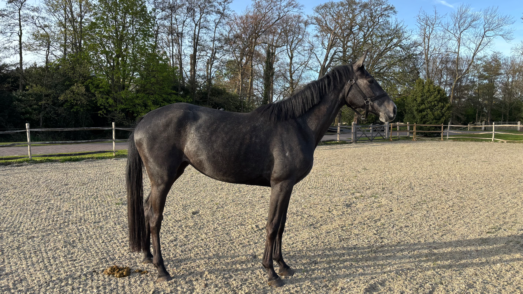 kwpn springpaard merrie 3 歳 schimmel 売り出し中 - 写真 2