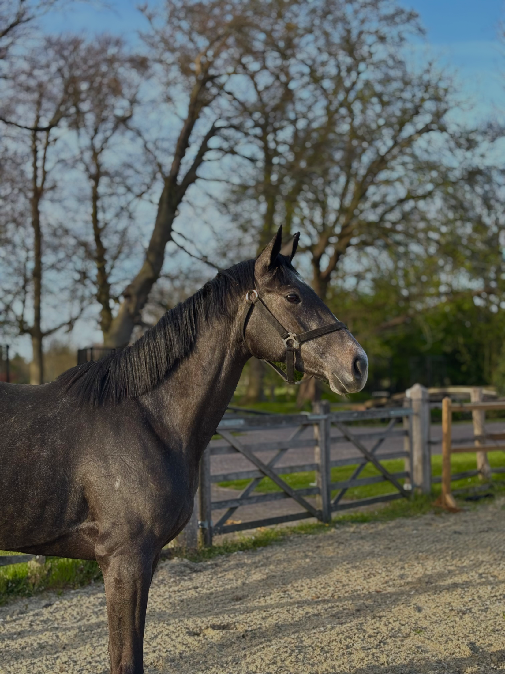 kwpn springpaard merrie 3 歳 schimmel 売り出し中 - 写真 4