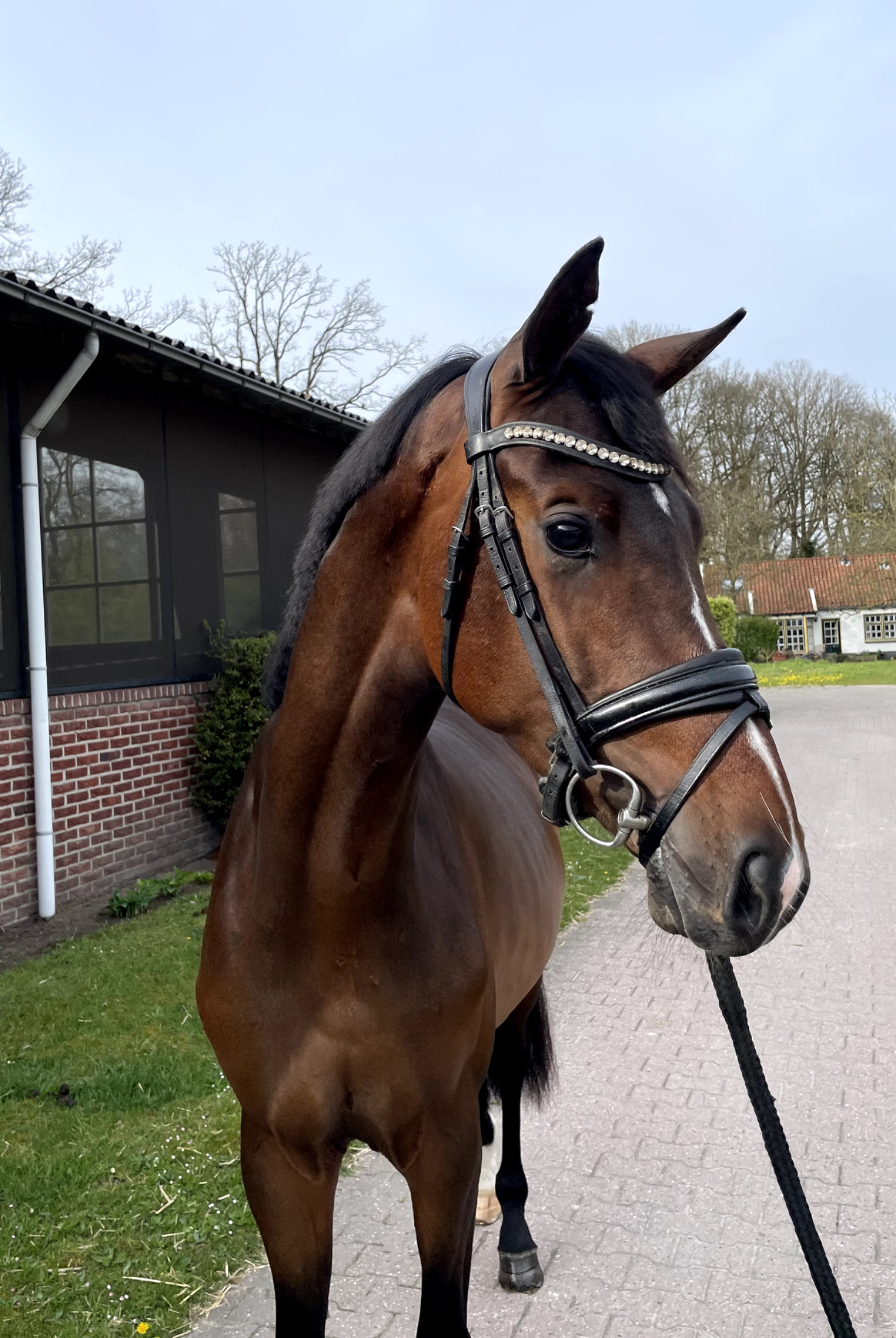 kwpn dressuurpaard hengst 3 jaar bruin te koop - Hoofdfoto