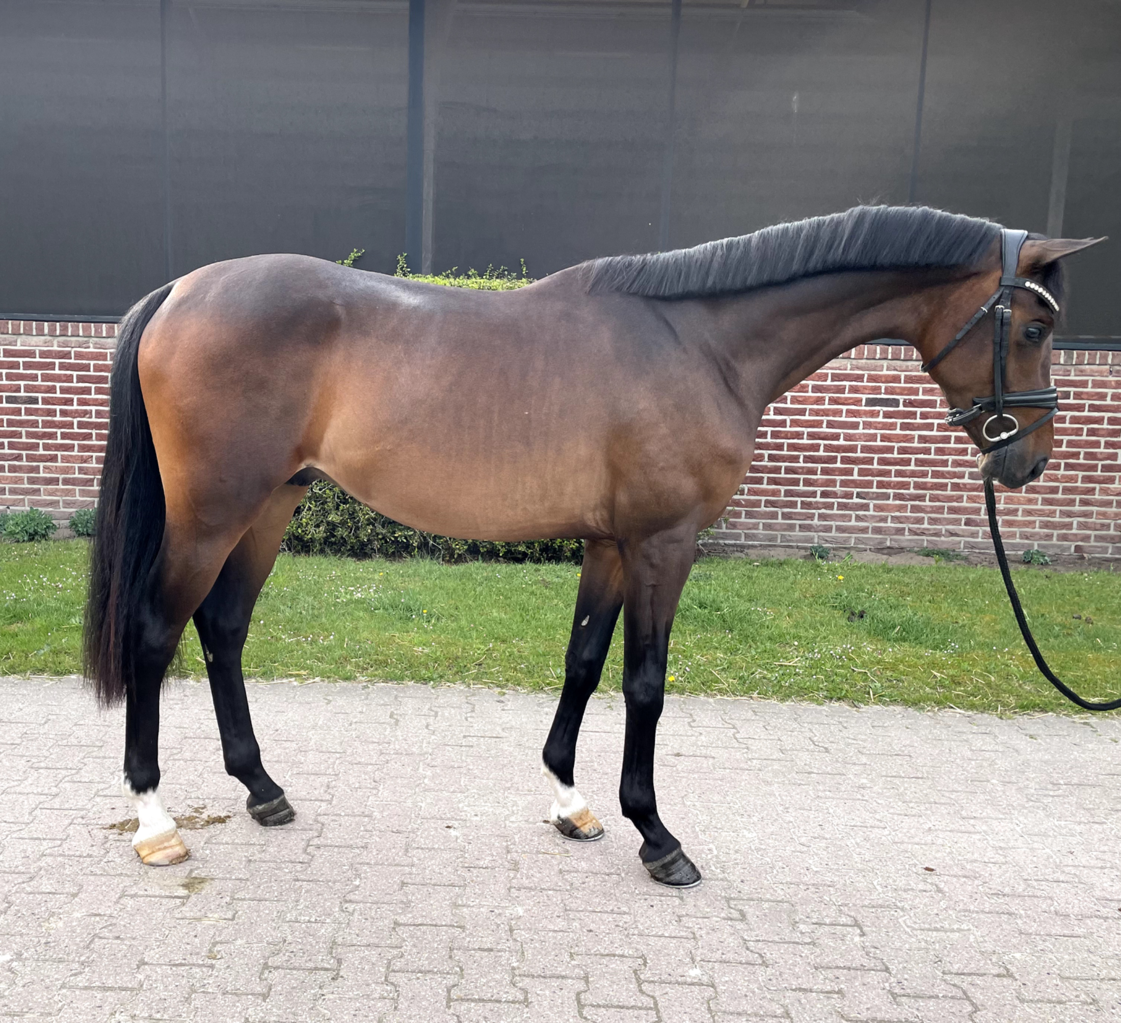 kwpn dressuurpaard hengst 3 jaar bruin te koop - Foto 2