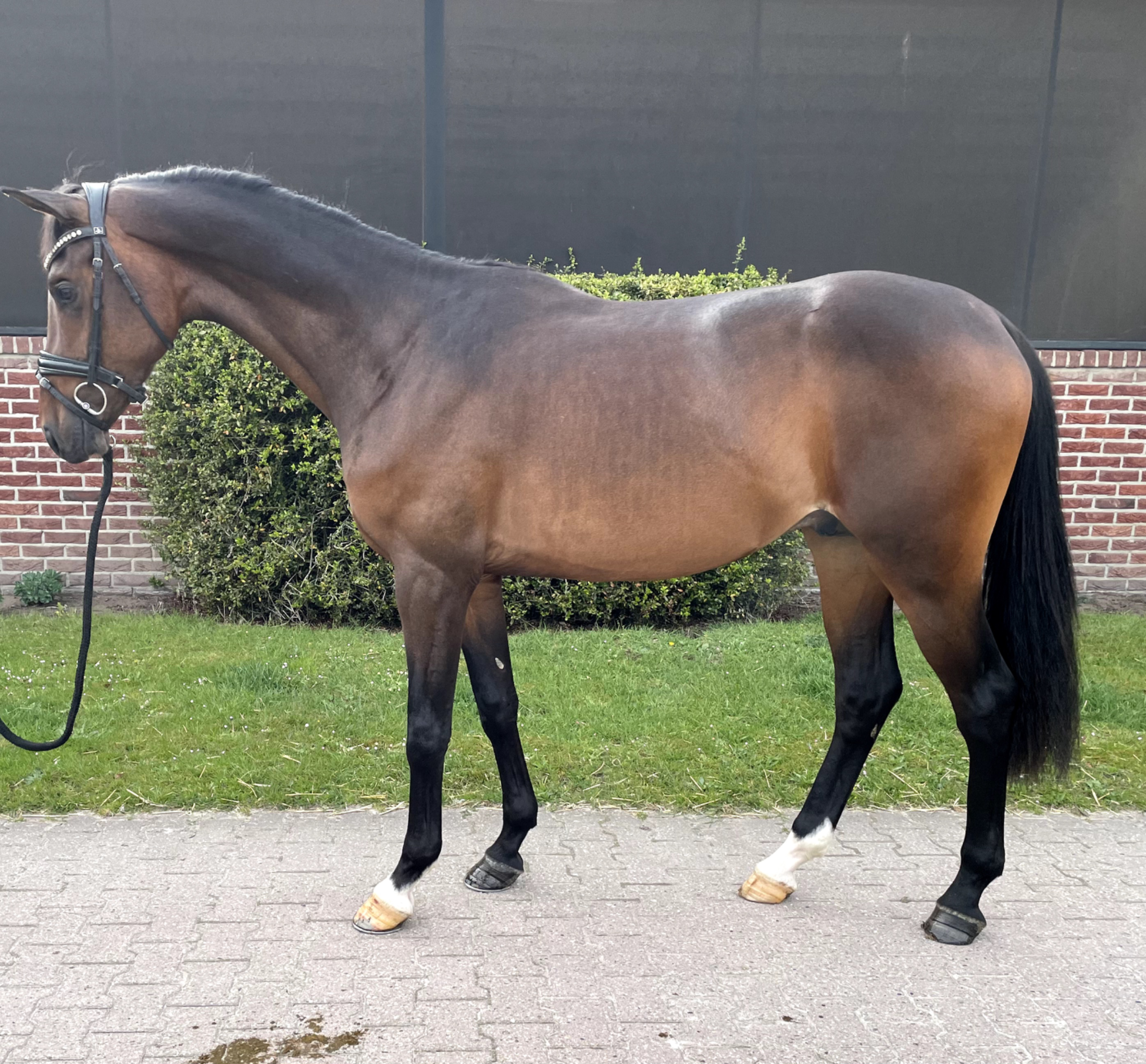 kwpn dressuurpaard hengst 3 jaar bruin te koop - Foto 3