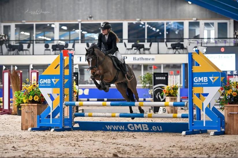 All-round New Forest C-pony Eyecatcher