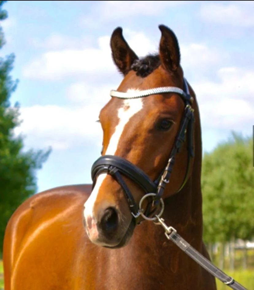 new-forest allround-pony ruin 8 years old donkerbruin for sale - Photo 2
