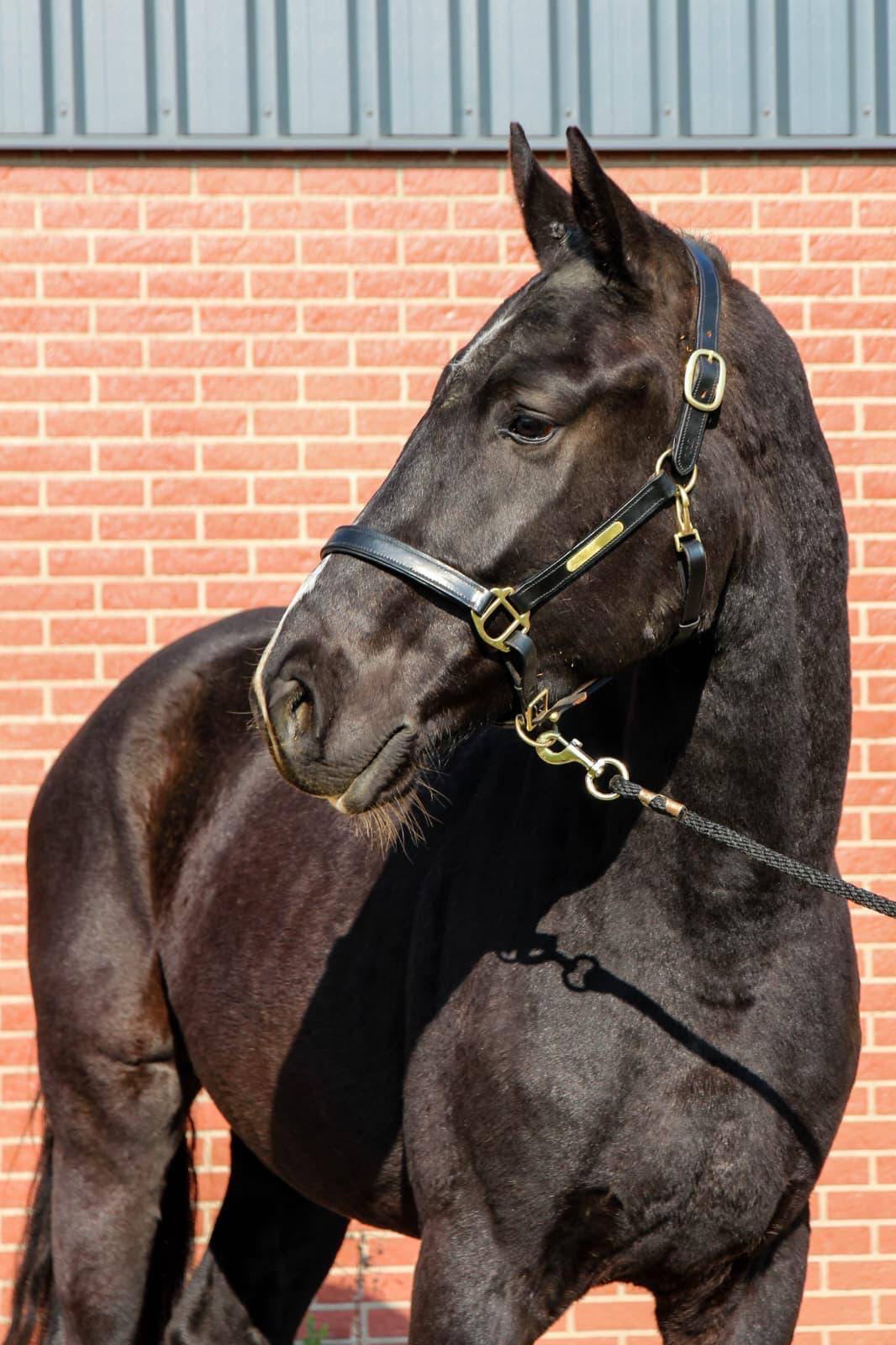 kwpn dressuurpaard ruin 4 years old zwart for sale - Photo 4