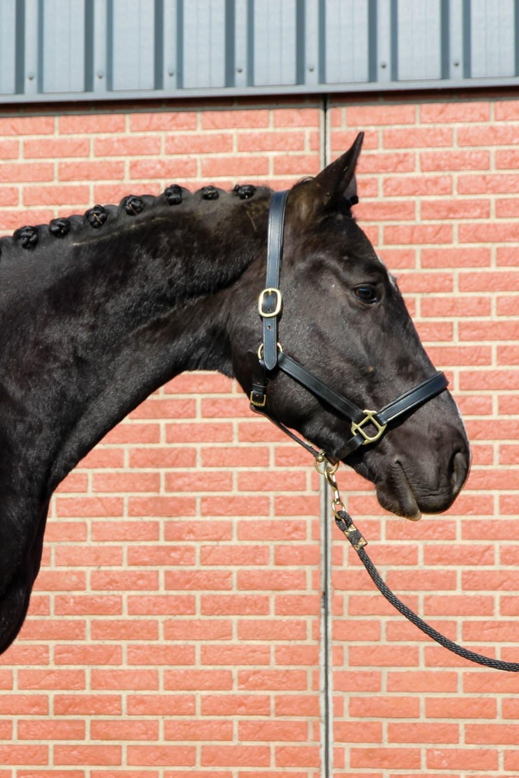 kwpn dressuurpaard ruin 4 years old zwart for sale - Photo 3