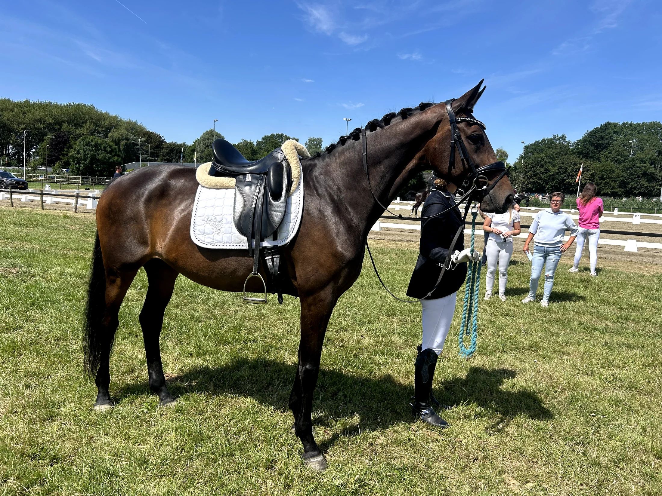 KWPN dressuurpaard Merrie 8 años Donkerbruin en venta - Foto 2