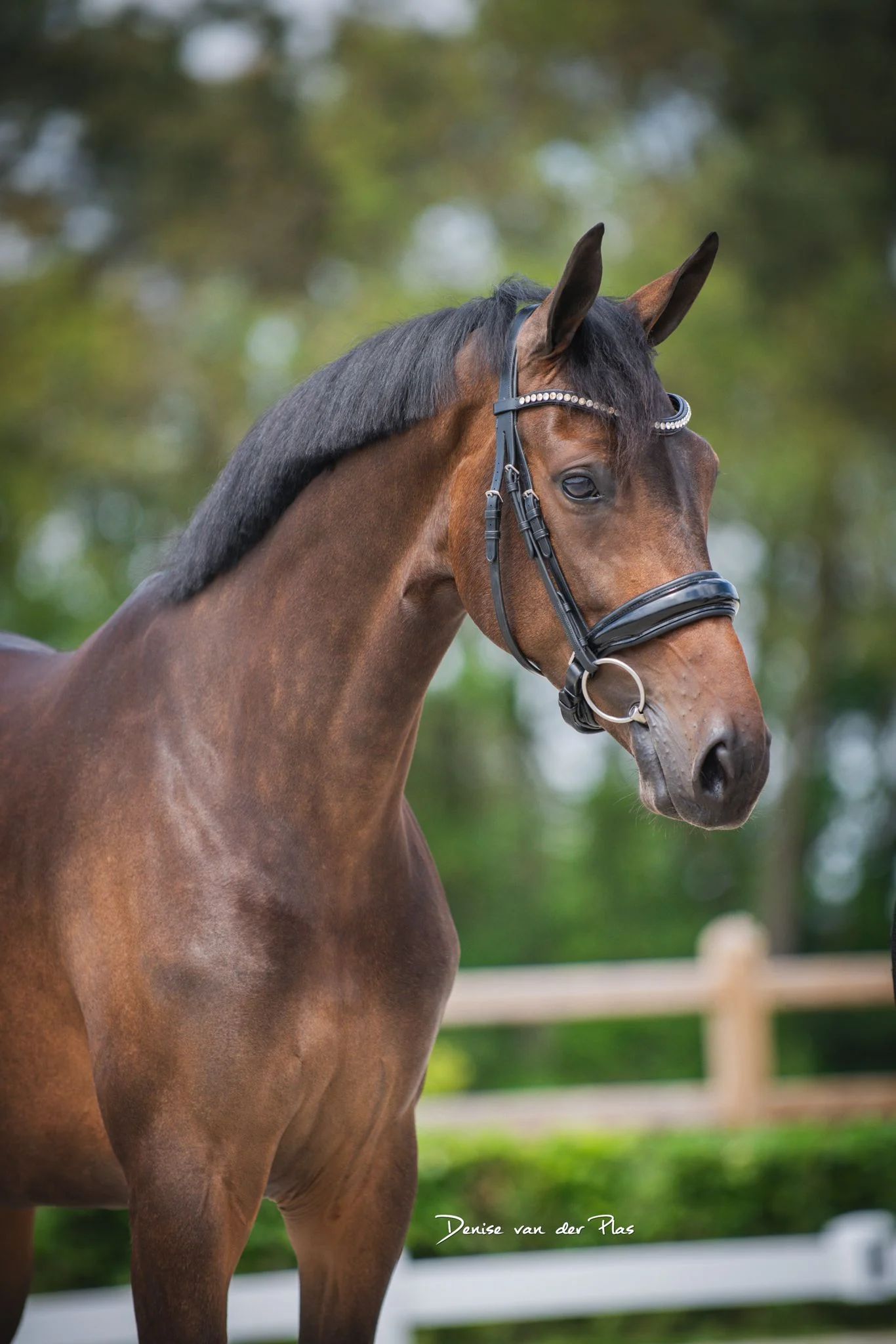 KWPN dressuurpaard Merrie 8 años Donkerbruin en venta - Foto 4