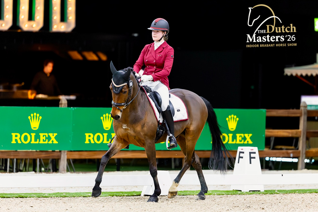 new-forest dressuurpony ruin 14 years old bruin for sale - Photo 3